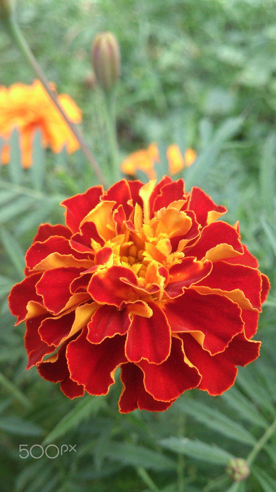 Sony Xperia T sample photo. As a flamenco dancer photography