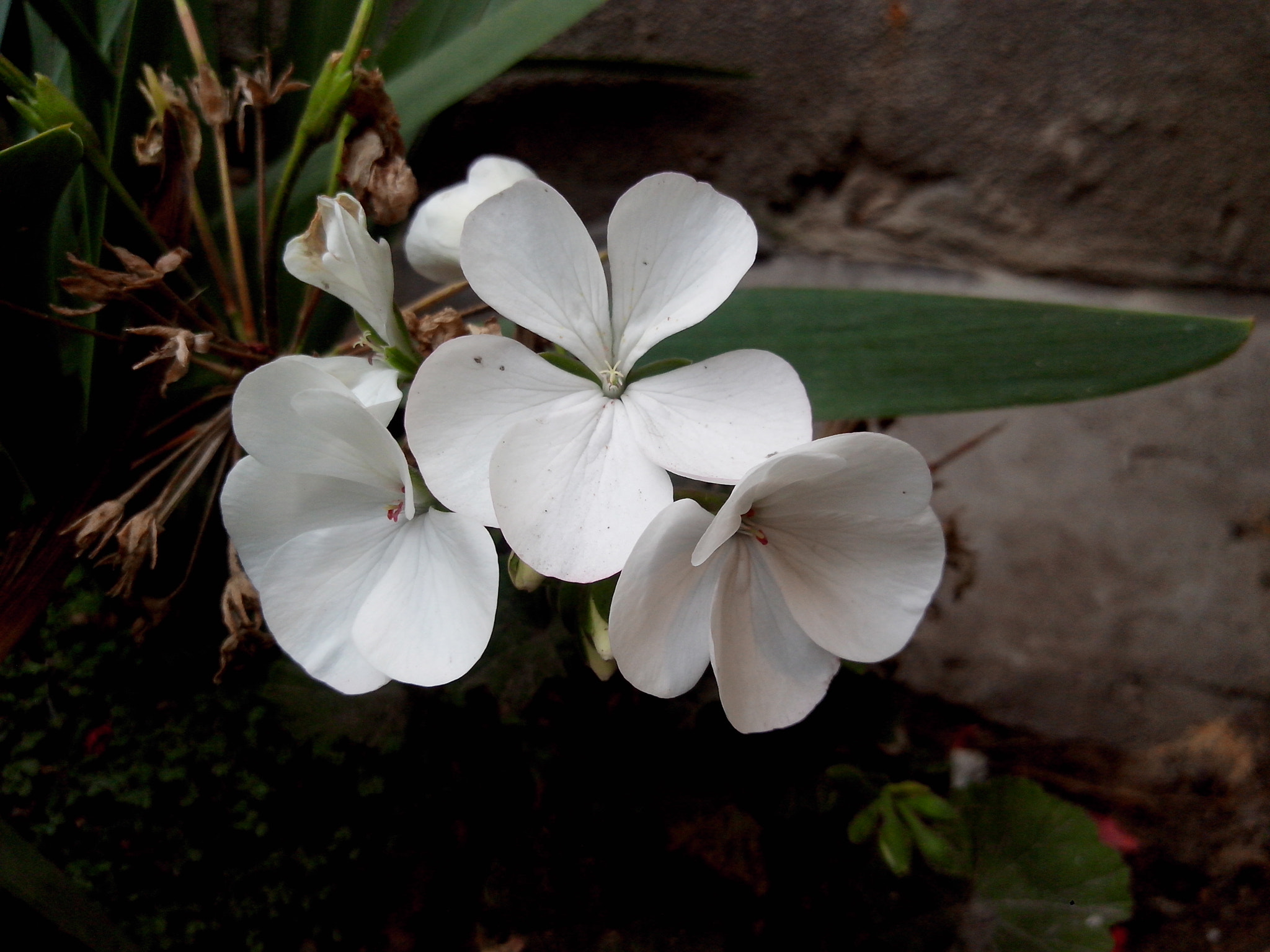 Motorola RAZR D3 sample photo. Pureza photography