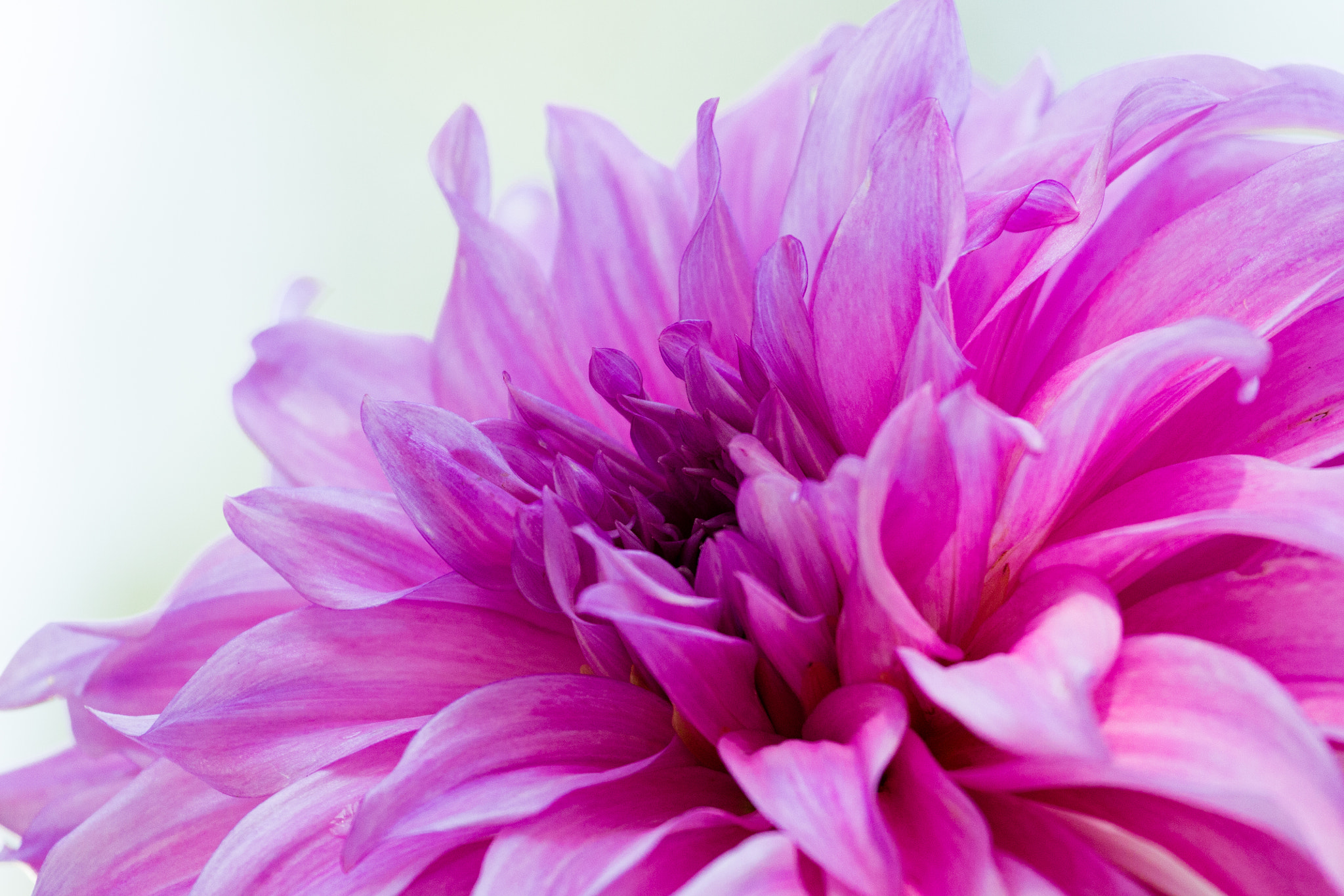 Canon EF 100-400mm F4.5-5.6L IS USM sample photo. Pink dahlia photography