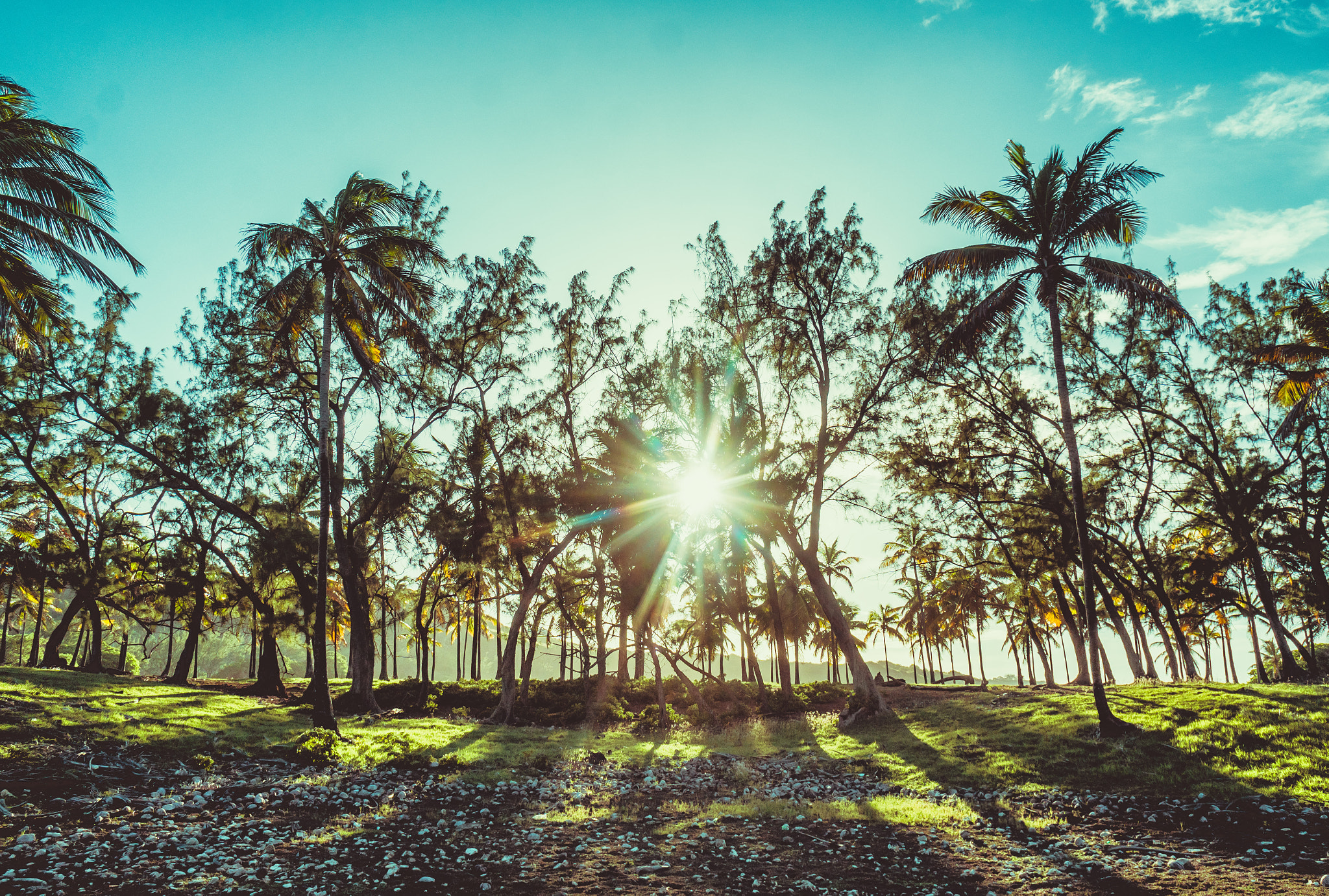 Sony a6300 + Sony E 16mm F2.8 sample photo. Through the coconut trees photography