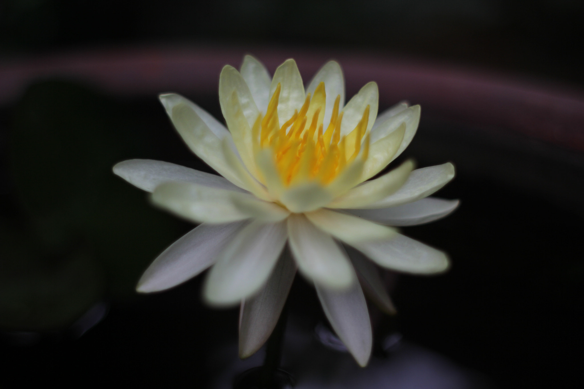 Canon EOS 60D + Canon EF 28mm F1.8 USM sample photo. Water lily boomed in my garden. she is very exotic. photography
