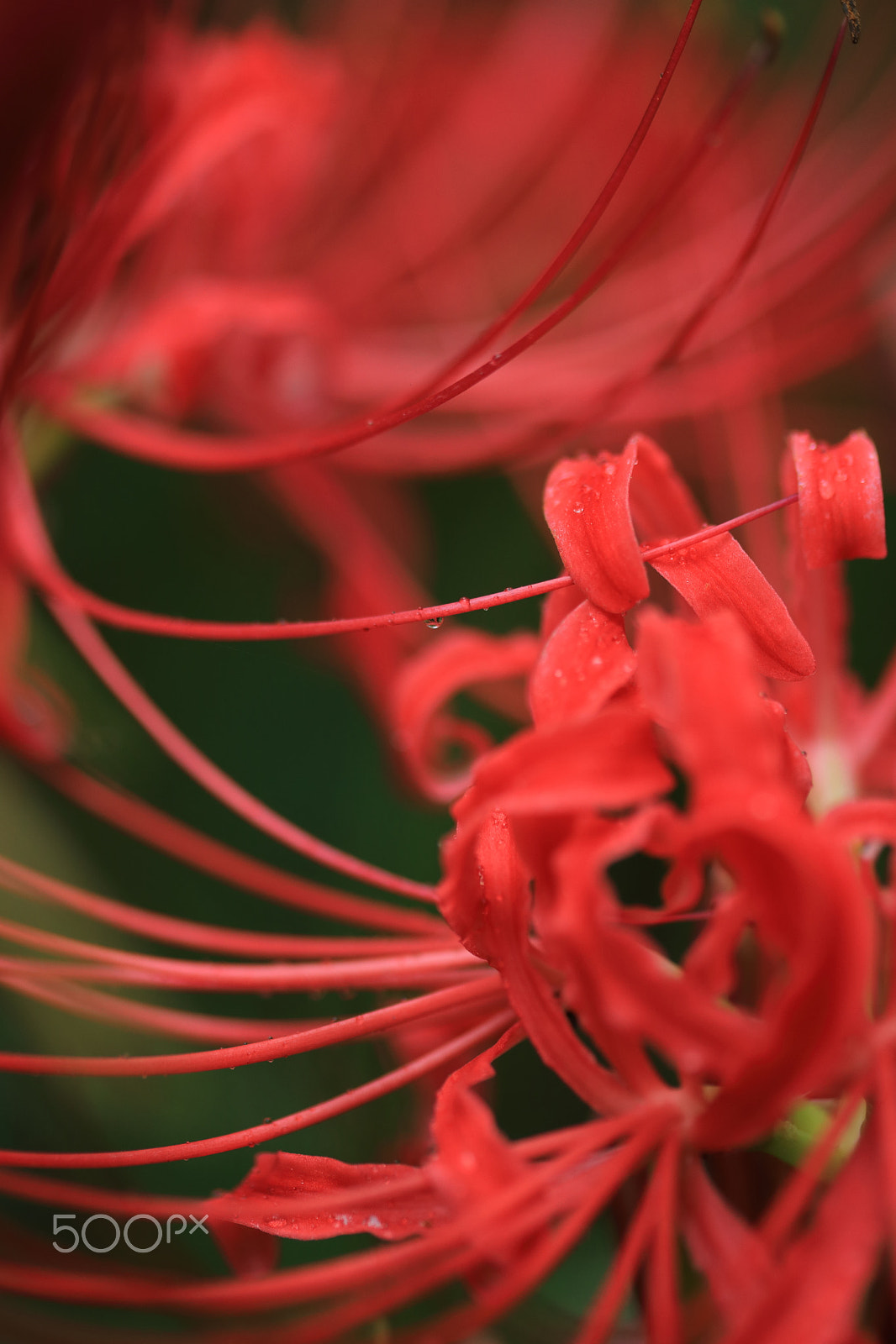 Canon EF-S 60mm F2.8 Macro USM sample photo. Red spider lily photography