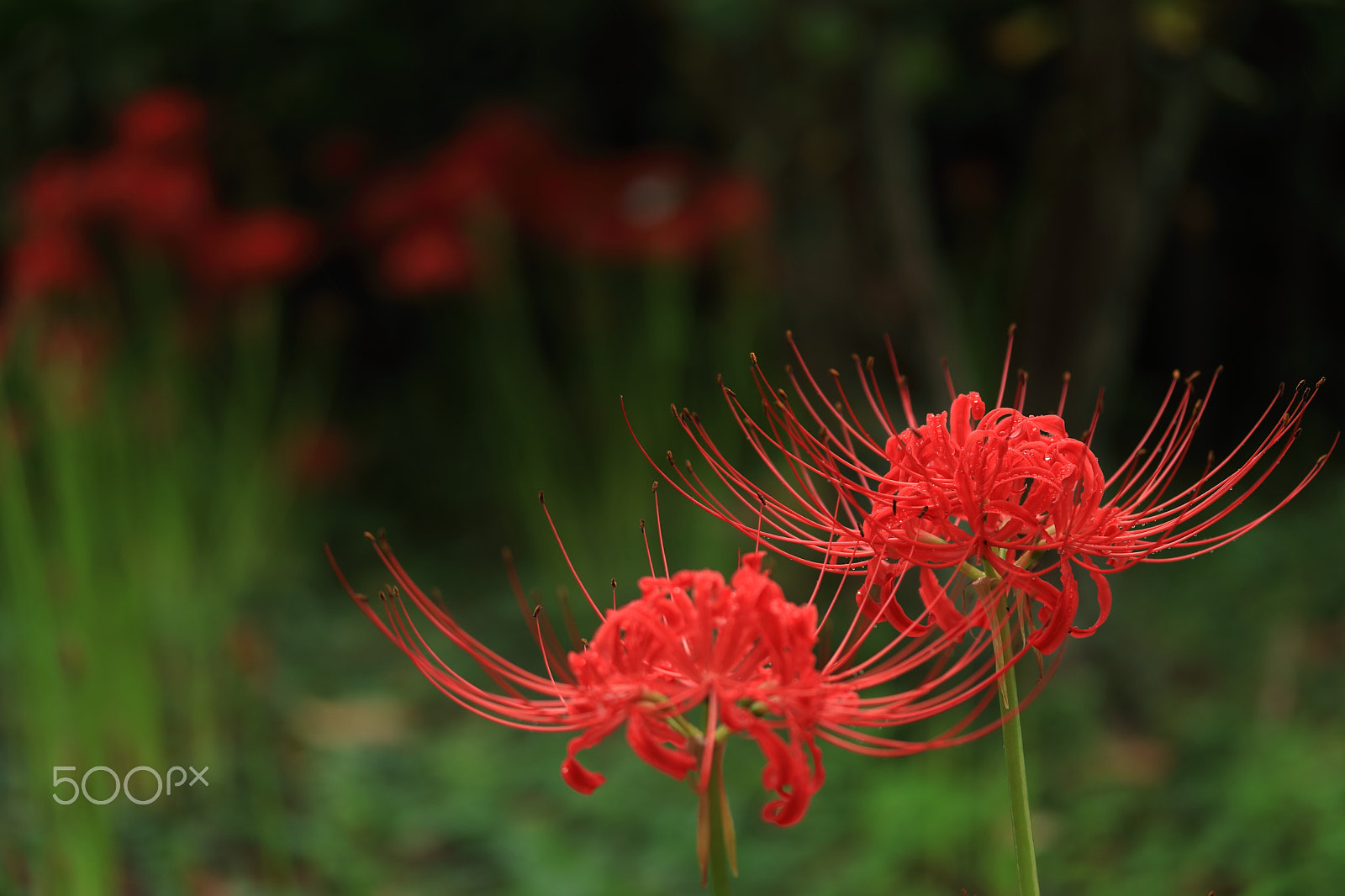 Canon EF-S 60mm F2.8 Macro USM sample photo. Red spider lily photography