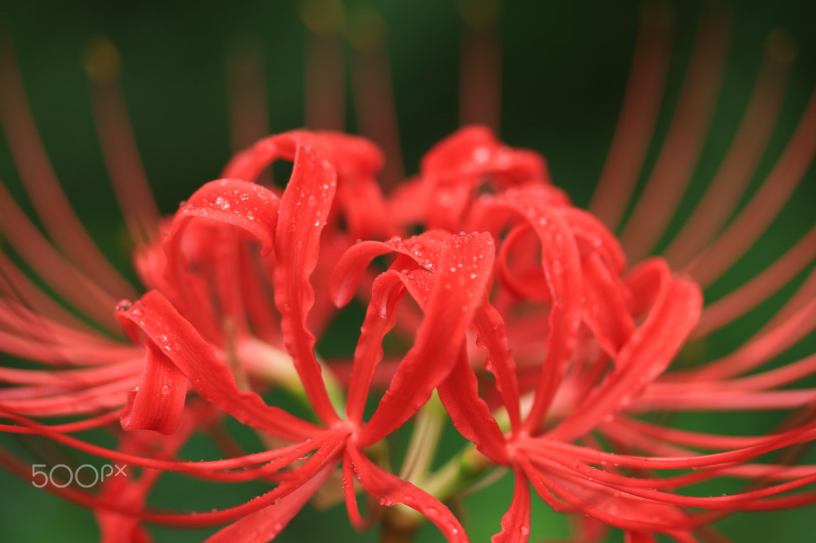Canon EF-S 60mm F2.8 Macro USM sample photo. Red spider lily photography