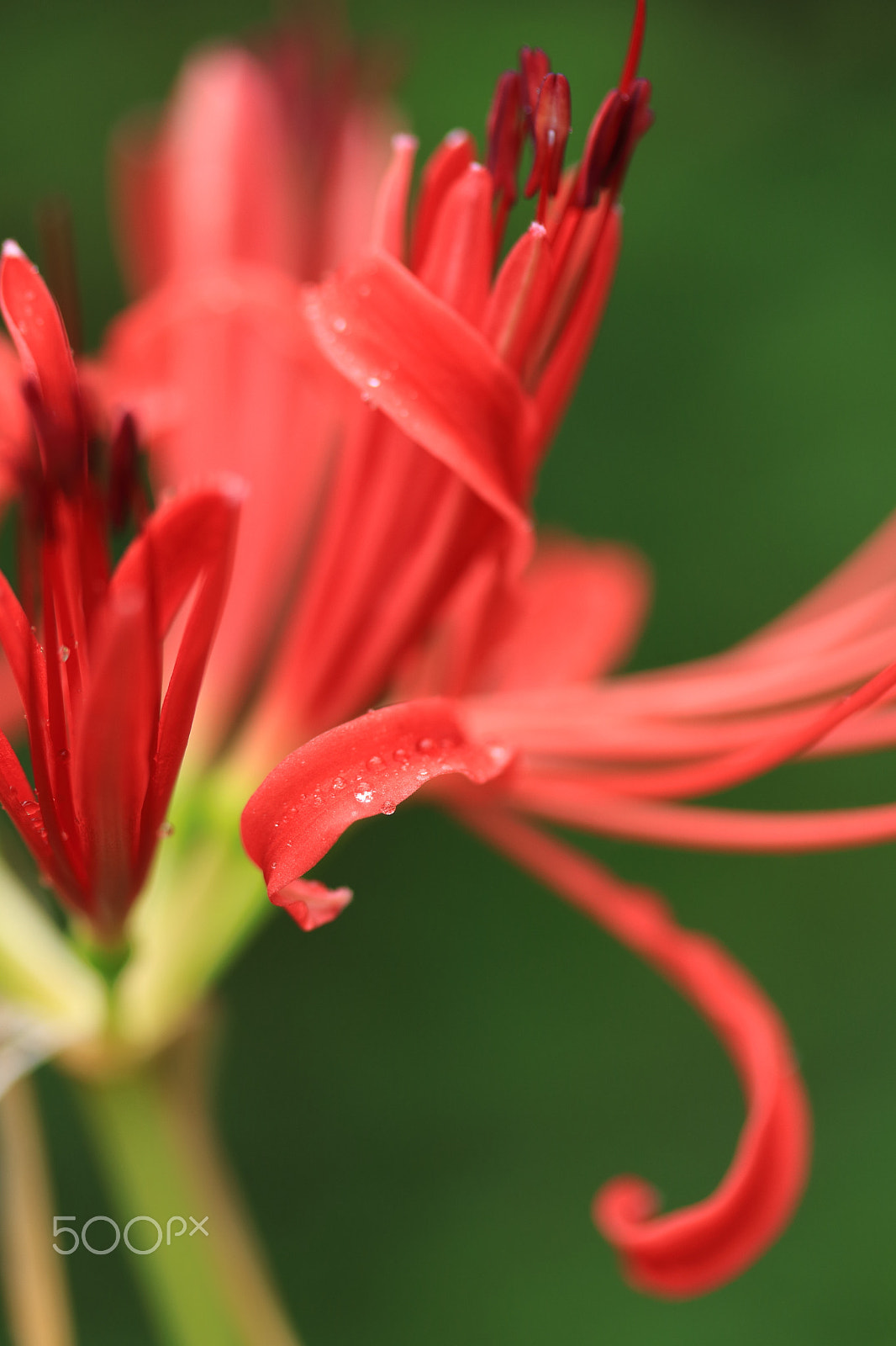 Canon EF-S 60mm F2.8 Macro USM sample photo. Red spider lily photography
