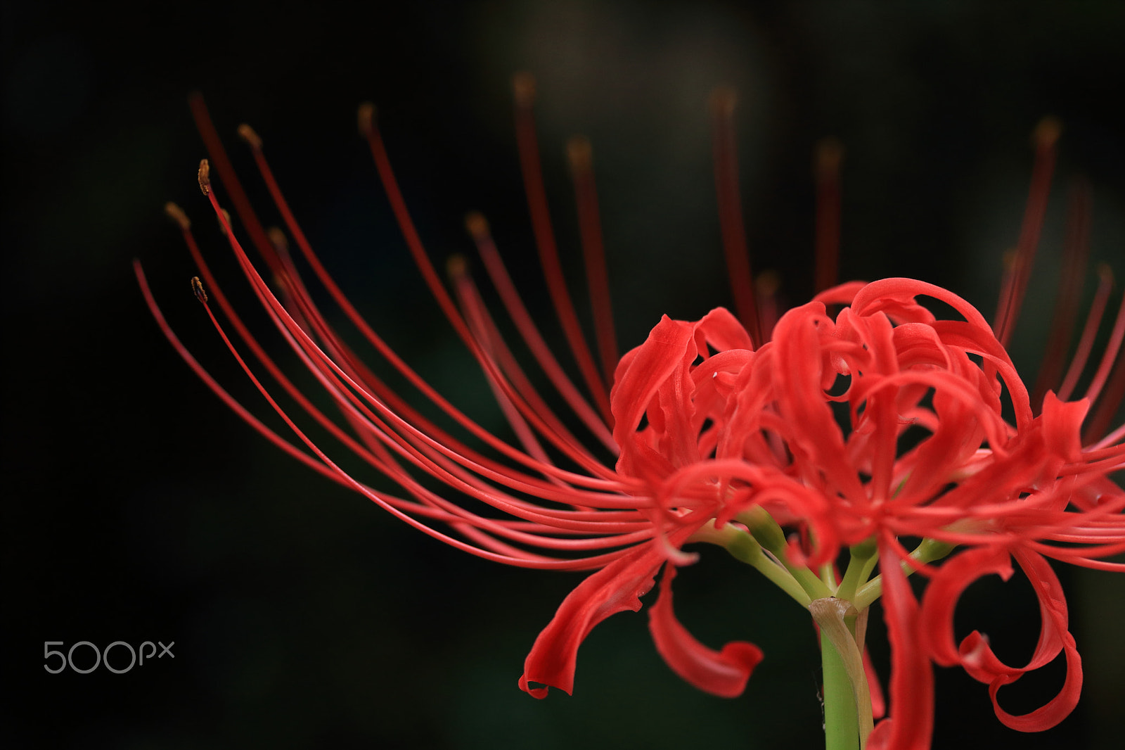Canon EF-S 60mm F2.8 Macro USM sample photo. Red spider lily photography