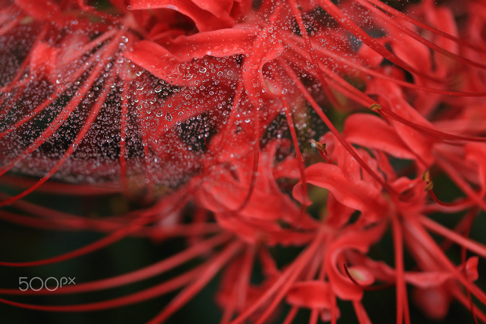 Canon EF-S 60mm F2.8 Macro USM sample photo. Waterdrops on spider web on red spider lily photography