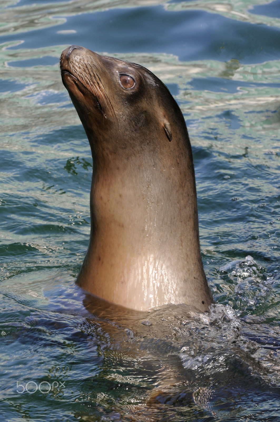 Nikon AF-S Nikkor 200-400mm F4G ED-IF VR sample photo. Sea lion photography