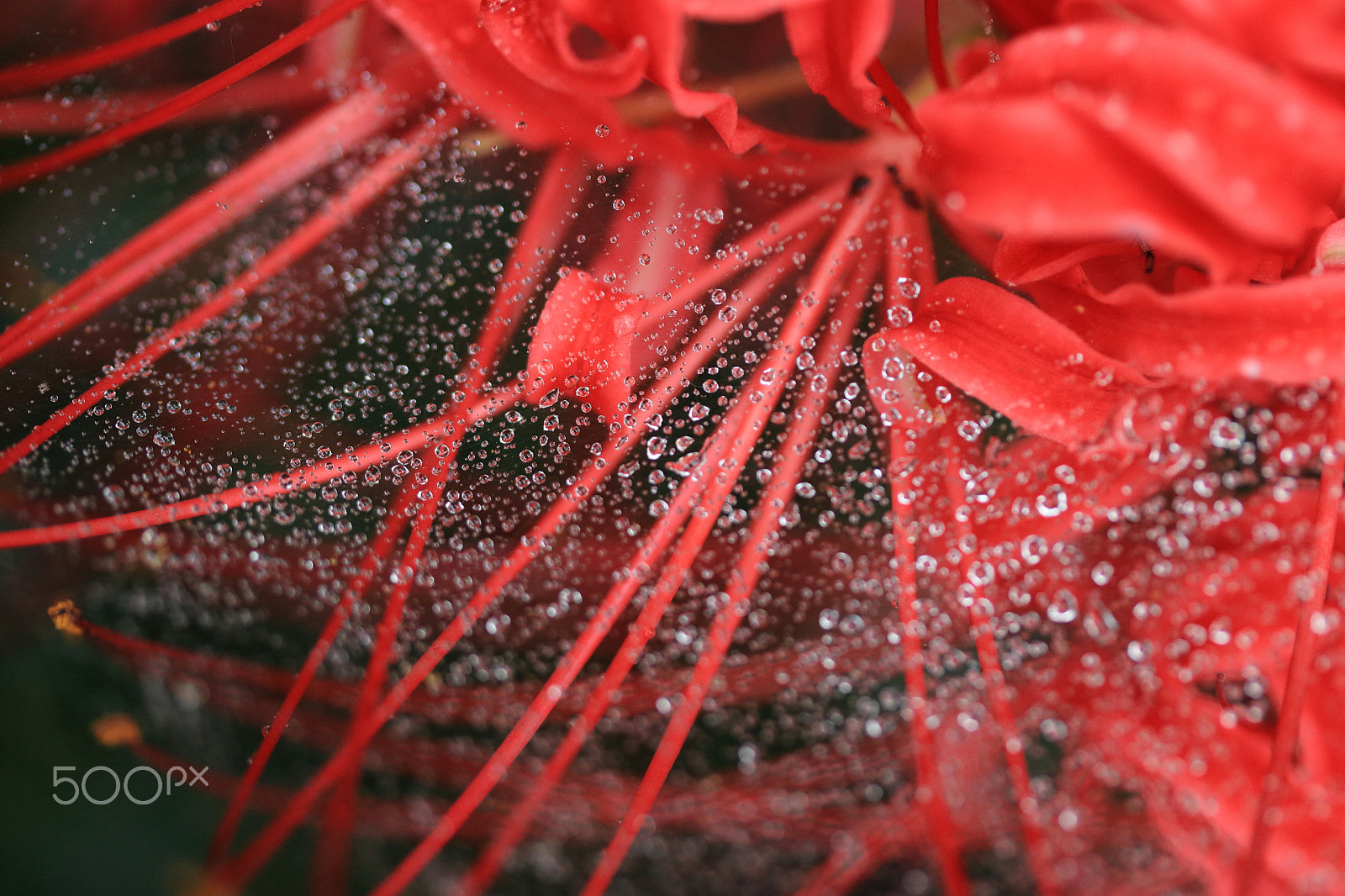 Canon EF-S 60mm F2.8 Macro USM sample photo. Waterdrops on spider web on red spider lily photography