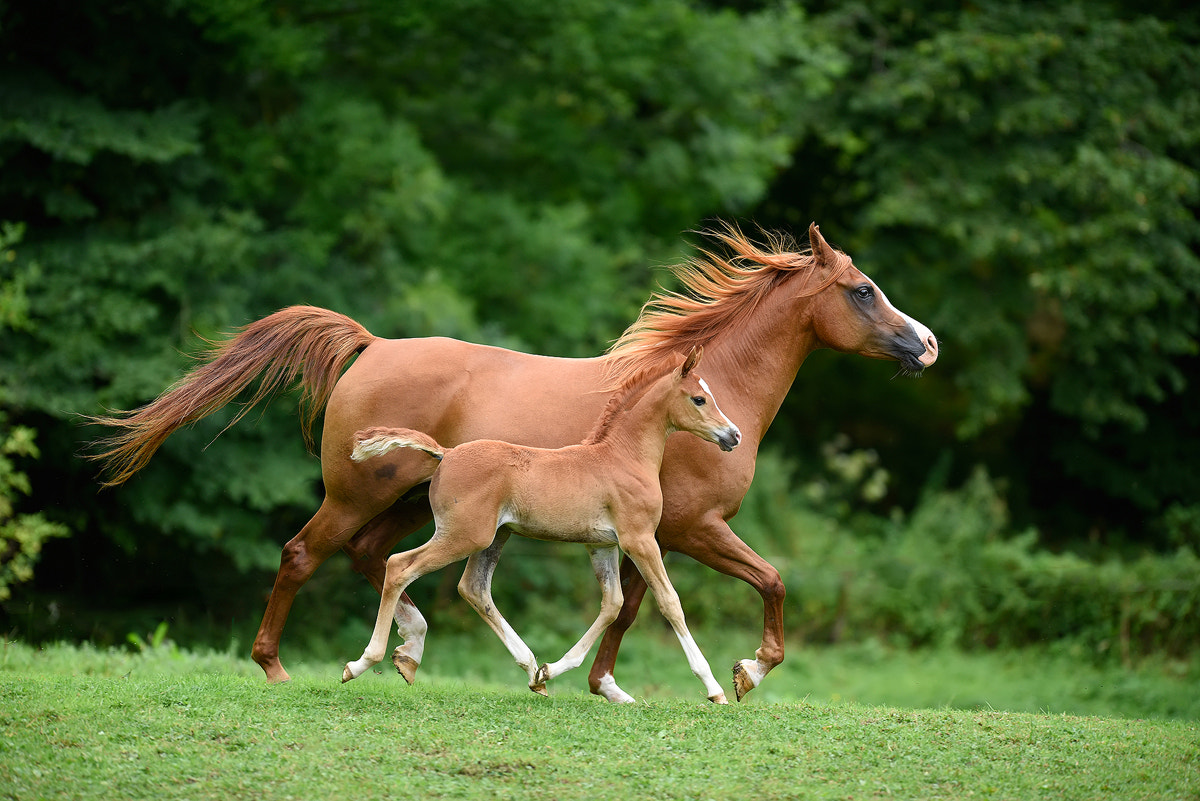 Nikon AF-S Nikkor 200mm F2G ED VR II sample photo. Arabian horses photography