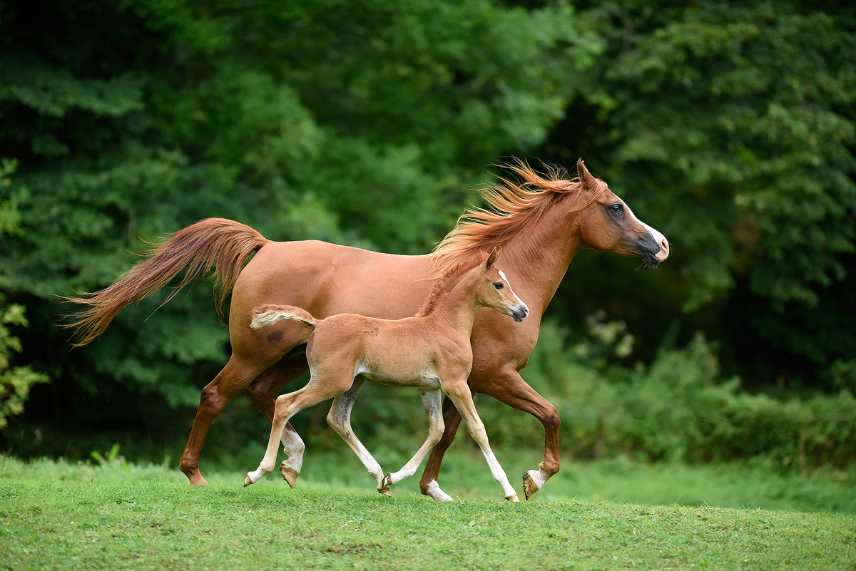 Nikon D810 + Nikon AF-S Nikkor 200mm F2G ED VR II sample photo. Arabian horses photography