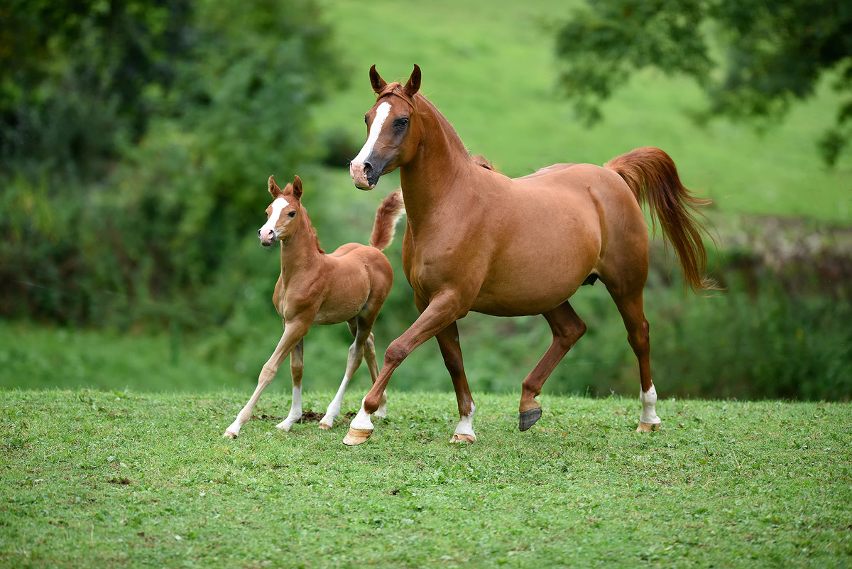 Nikon AF-S Nikkor 200mm F2G ED VR II sample photo. Arabian horses photography