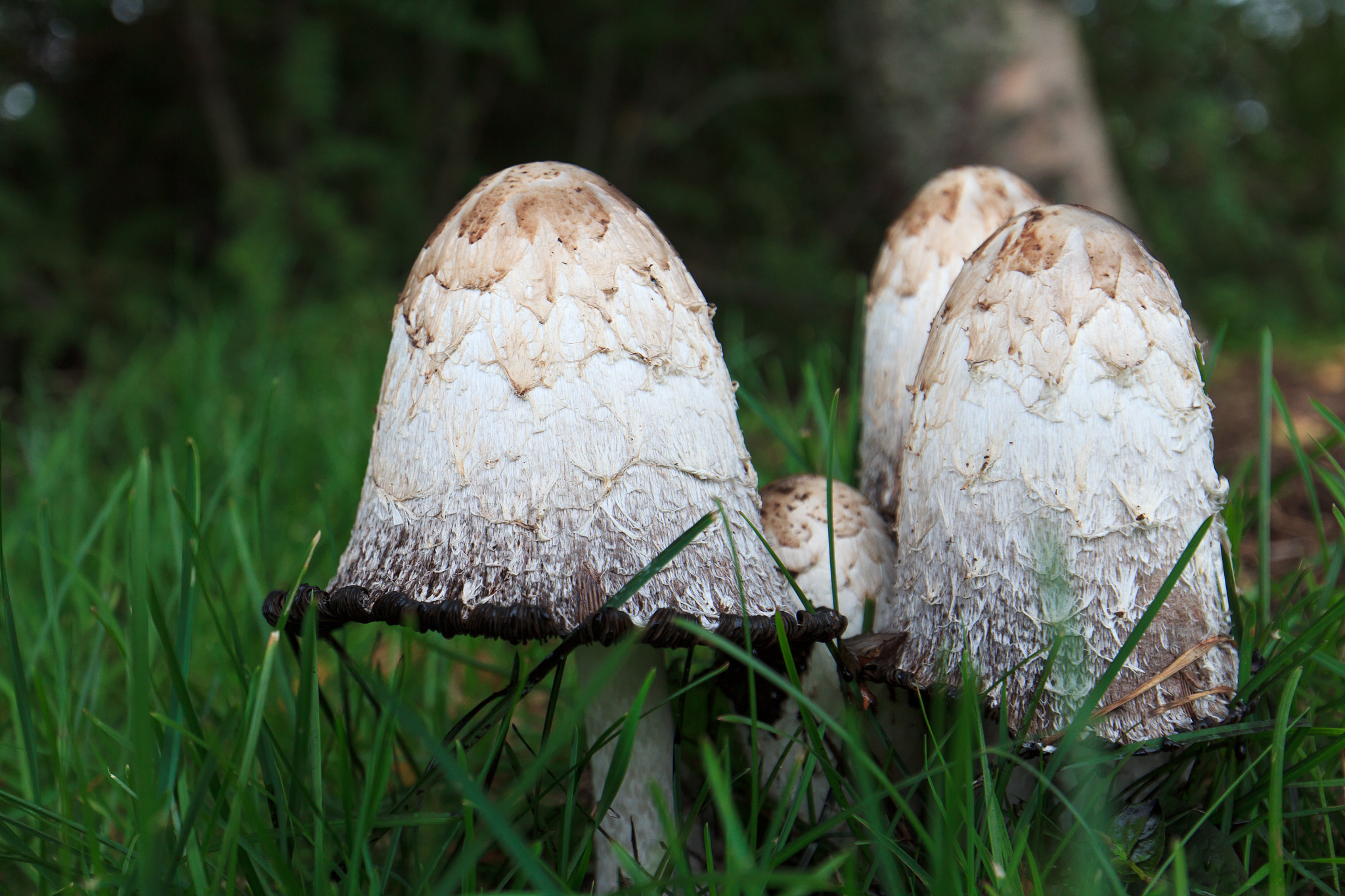 Canon EOS 60D + Canon EF 16-35mm F4L IS USM sample photo. Mushrooms photography