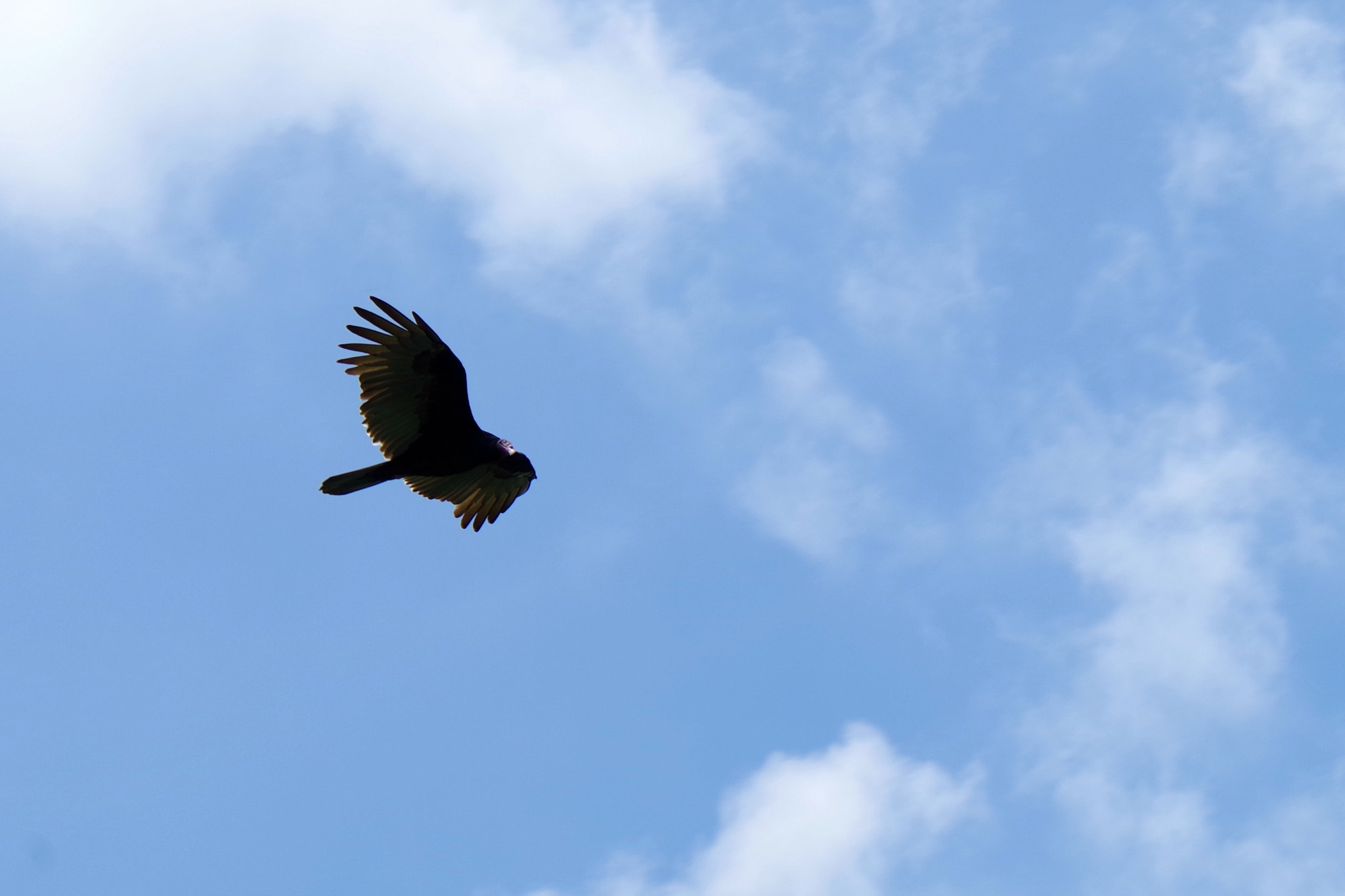 smc PENTAX-FA 80-320mm F4.5-5.6 sample photo. El vuelo del zoncho photography