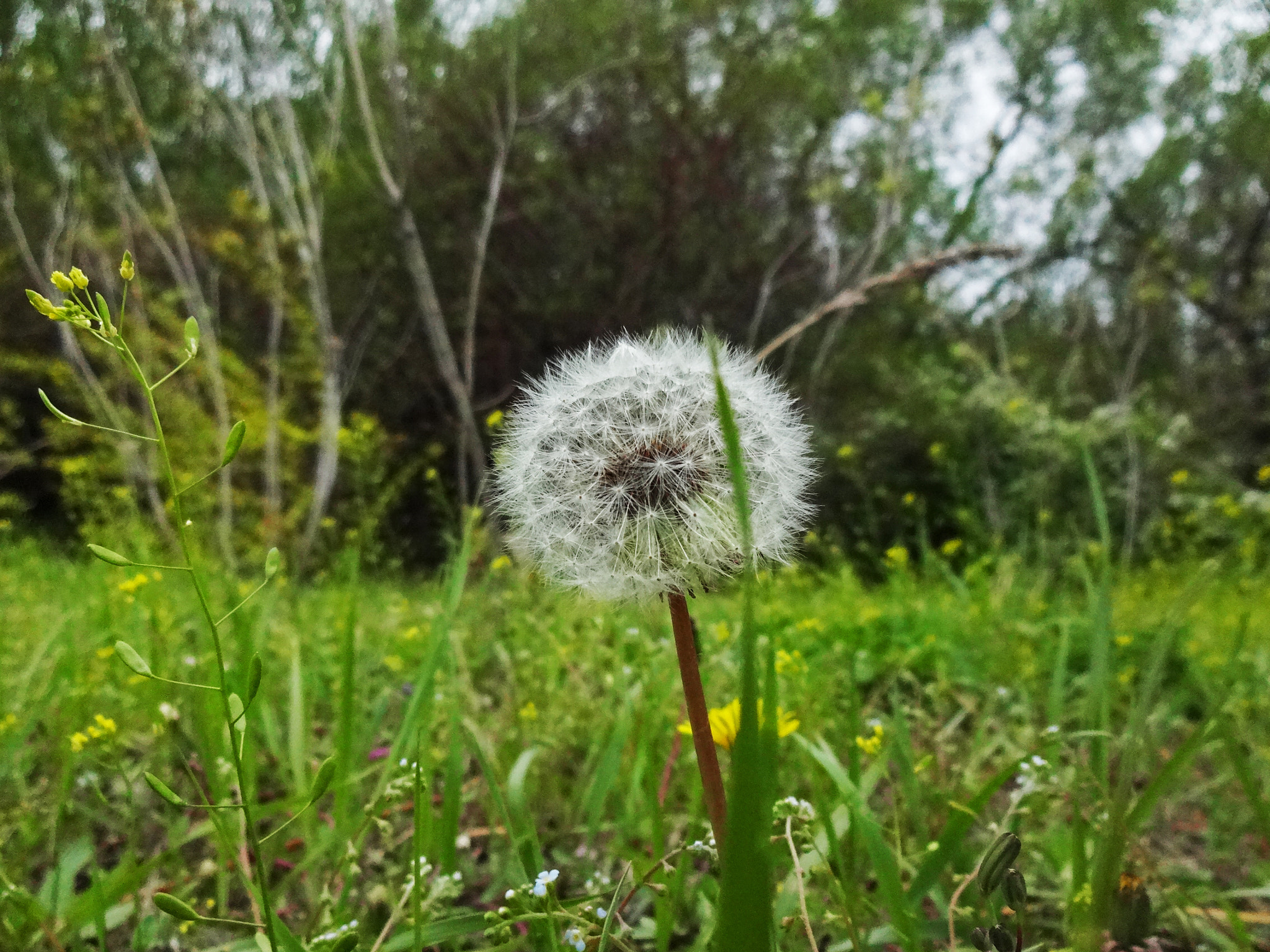 Sony DSC-WX100 sample photo. Dandelion photography