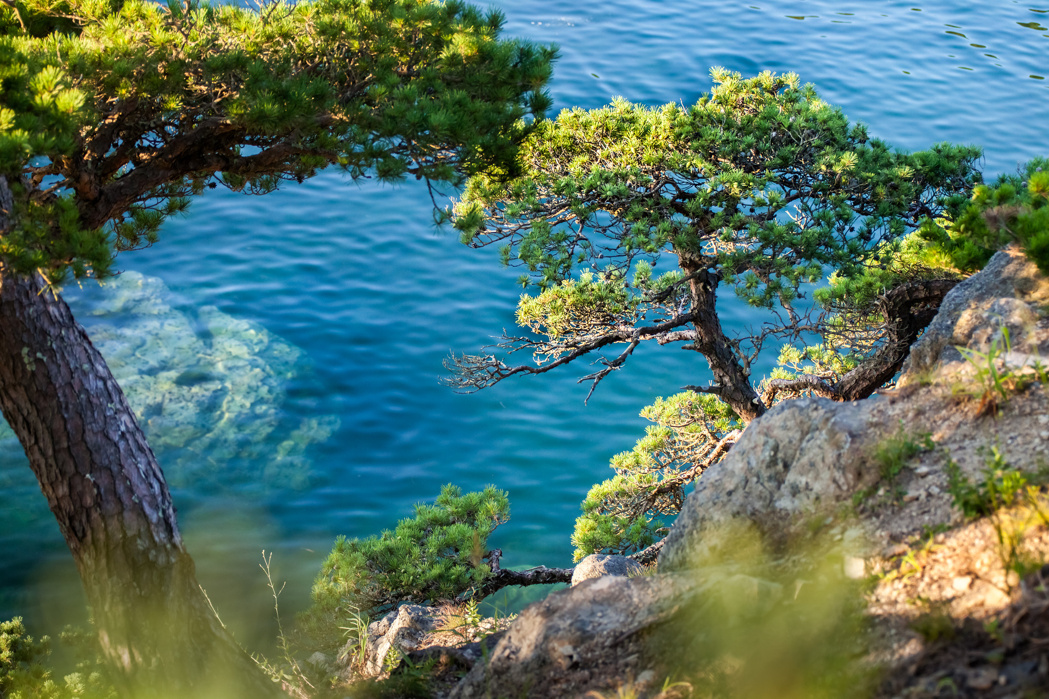 Canon EOS 5D Mark II sample photo. Pine-tree on a rock at the sea photography