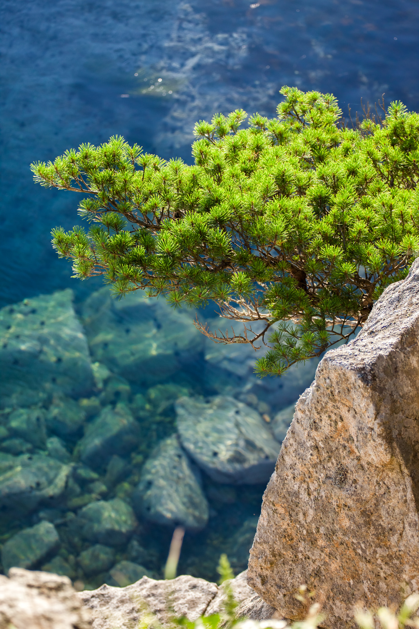 Canon EF 100-300mm f/5.6L sample photo. Pine-tree on a rock at the sea photography