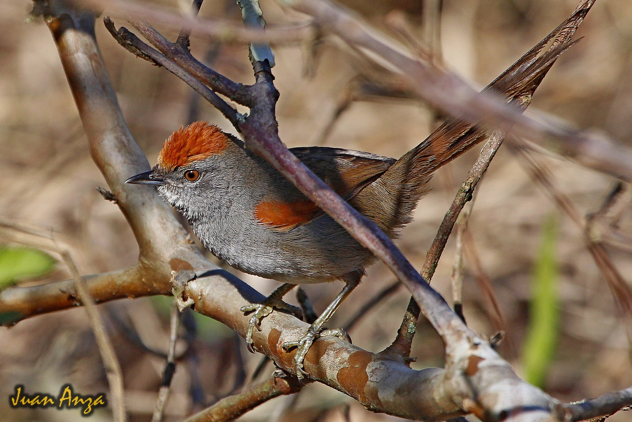 Canon EF 100-400mm F4.5-5.6L IS USM sample photo. Spix's spinetail photography