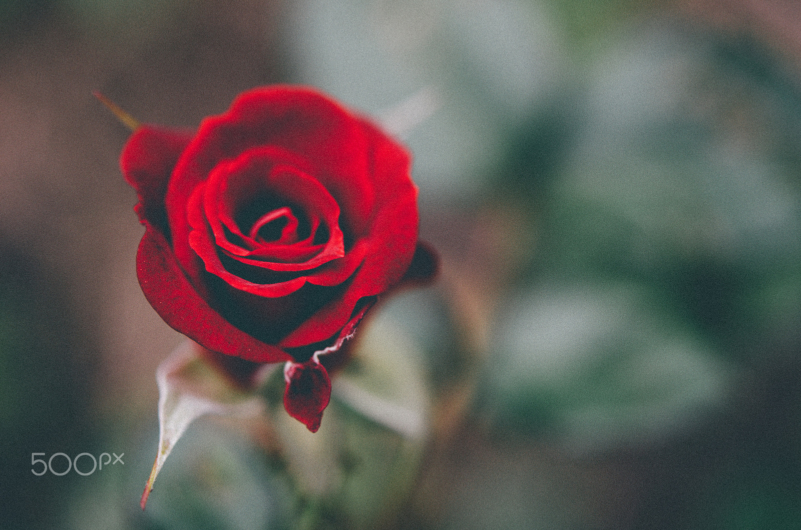 Nikon AF-S Micro-Nikkor 60mm F2.8G ED sample photo. Rose, siberia photography