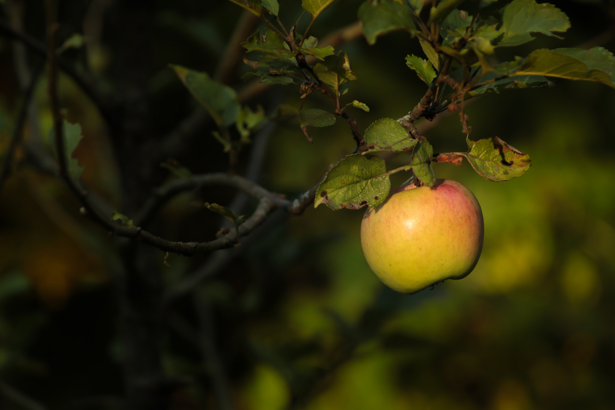 Canon EOS 500D (EOS Rebel T1i / EOS Kiss X3) sample photo. Forbidden photography