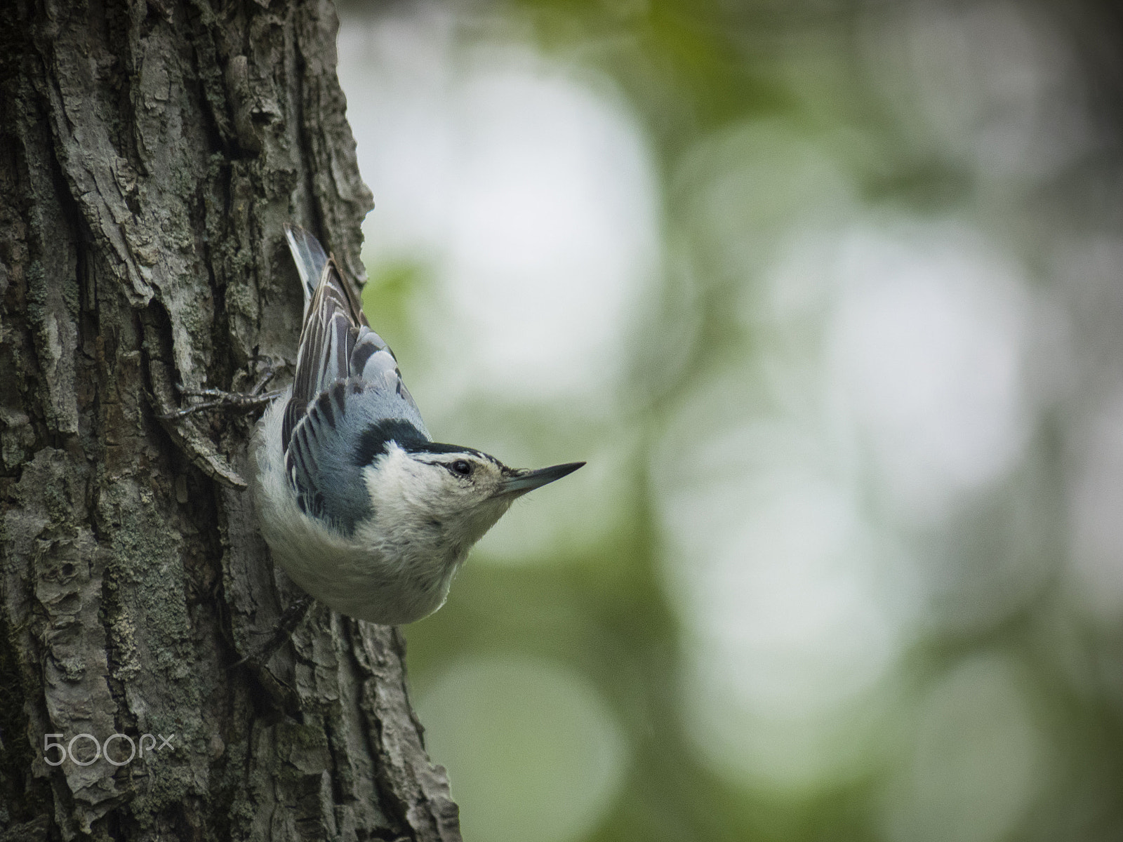 Olympus OM-D E-M1 sample photo. White-breasted nuthatch on tree photography