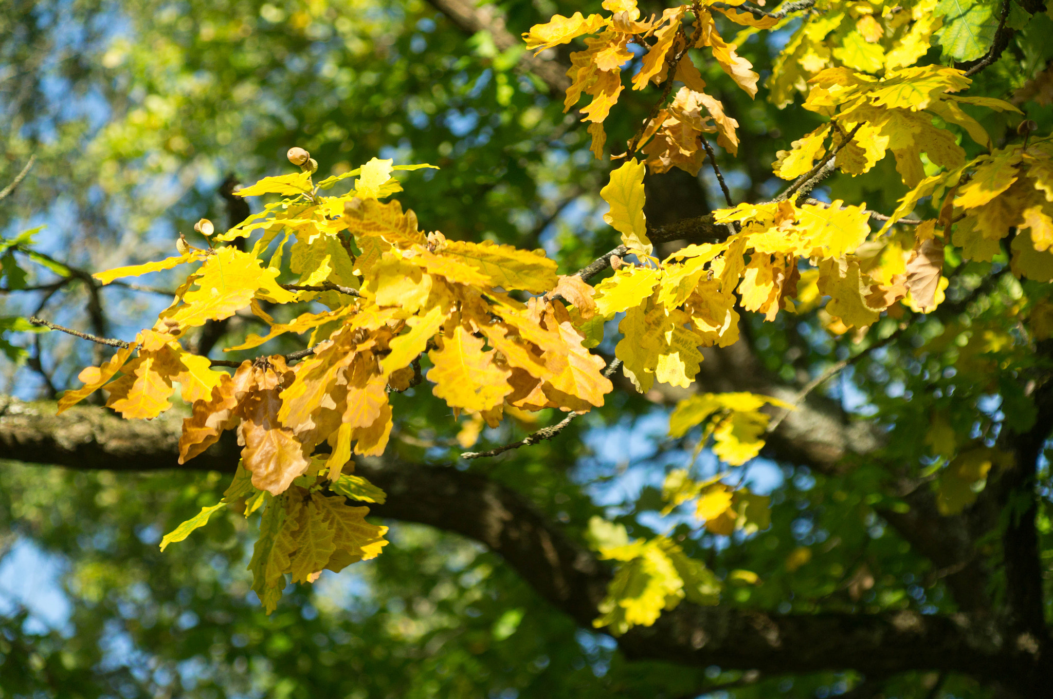 Sony SLT-A37 sample photo. Dsc photography