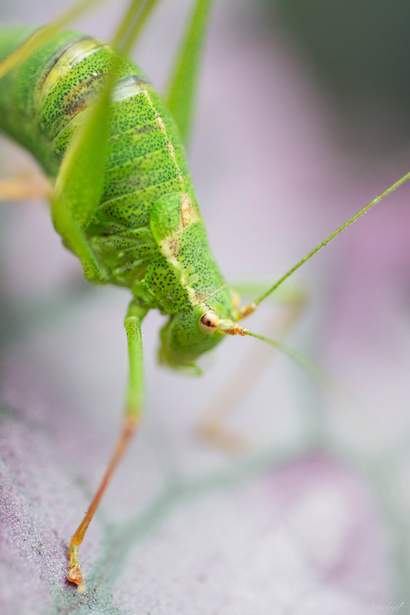 Nikon D600 + AF Micro-Nikkor 60mm f/2.8 sample photo. Saltamontes photography