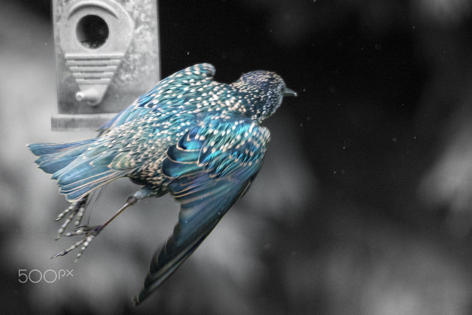 Sigma 120-400mm F4.5-5.6 DG OS HSM sample photo. Starling in flight photography