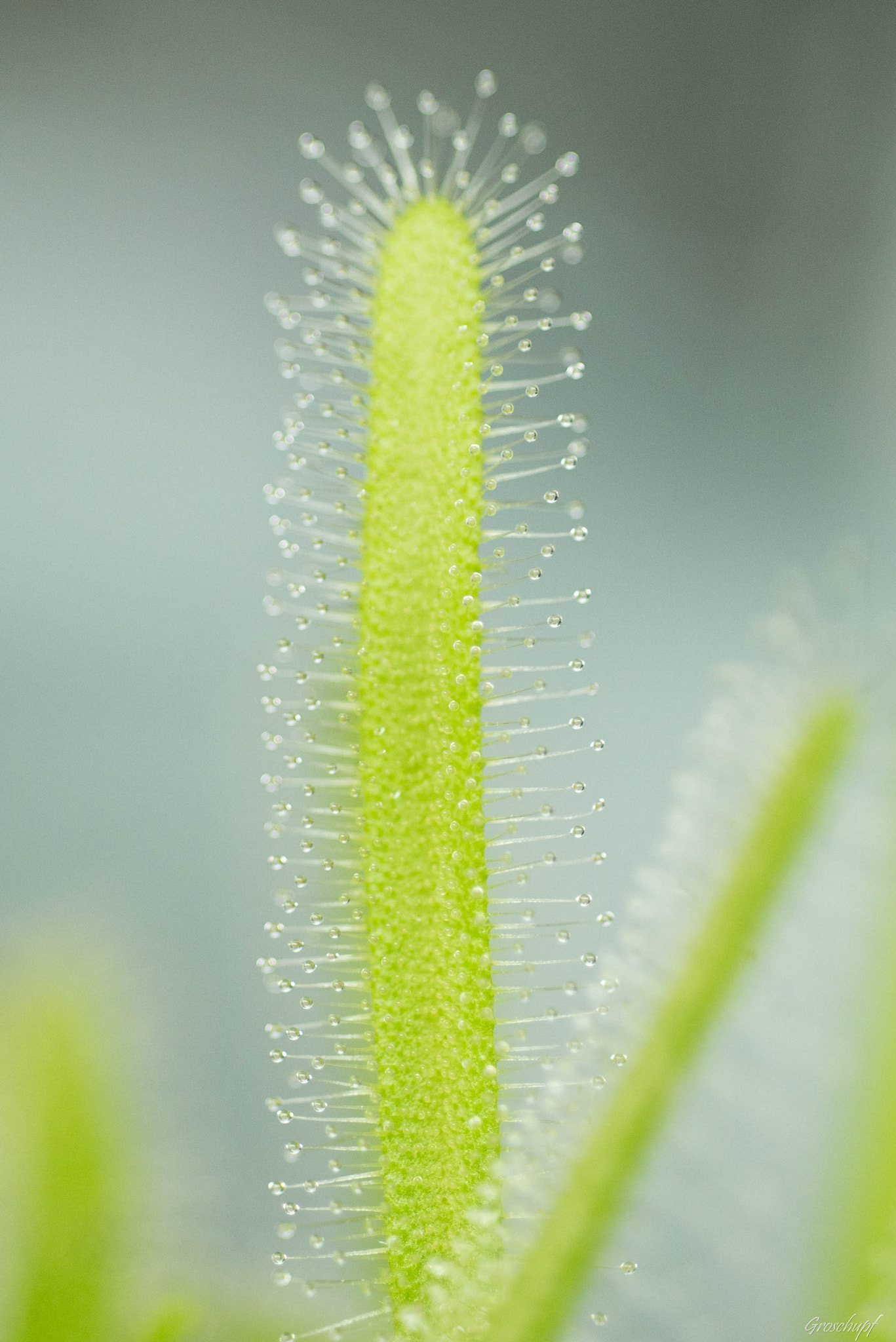 Nikon D600 + AF Micro-Nikkor 60mm f/2.8 sample photo. Drosera photography