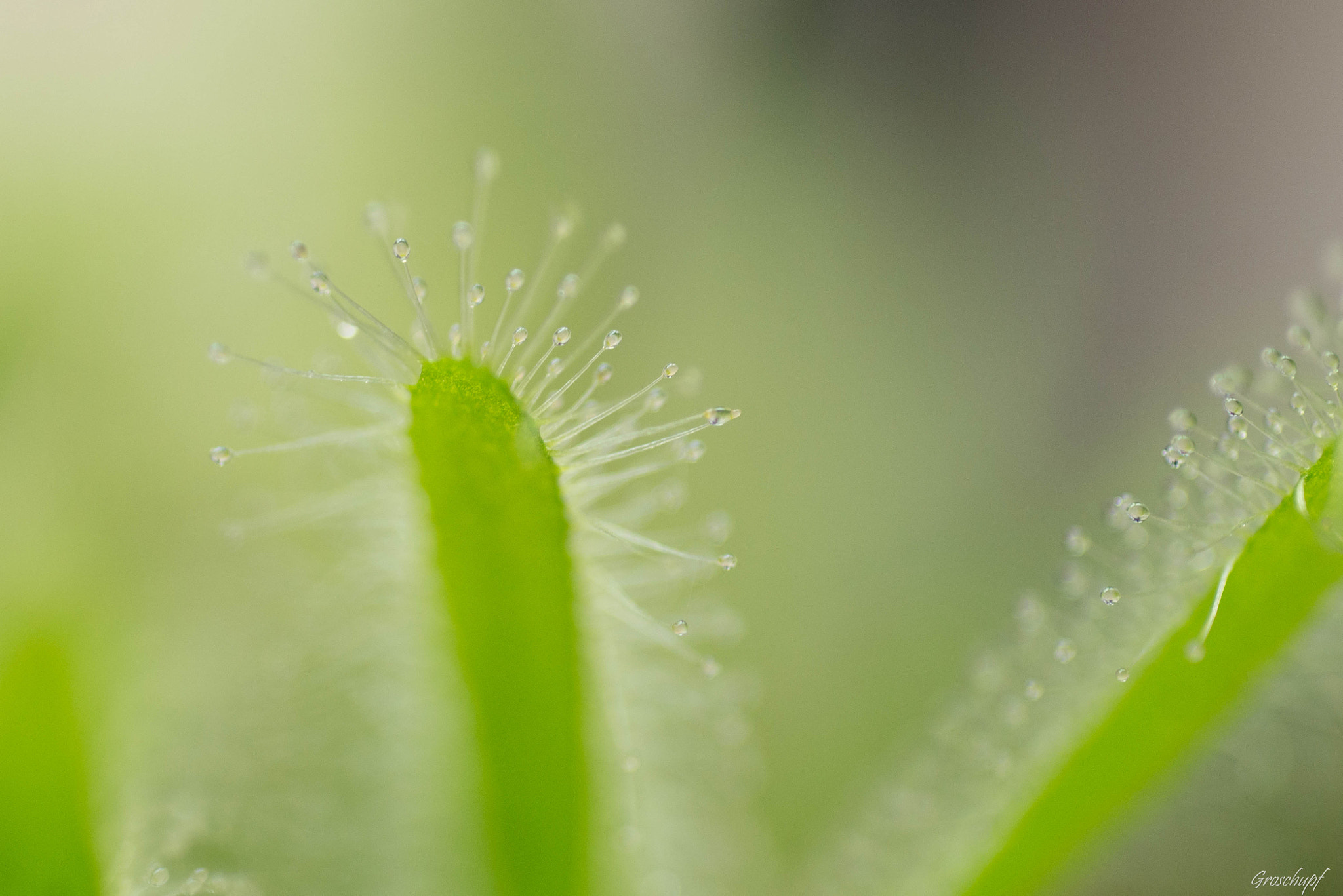 Nikon D600 + AF Micro-Nikkor 60mm f/2.8 sample photo. Drosera photography