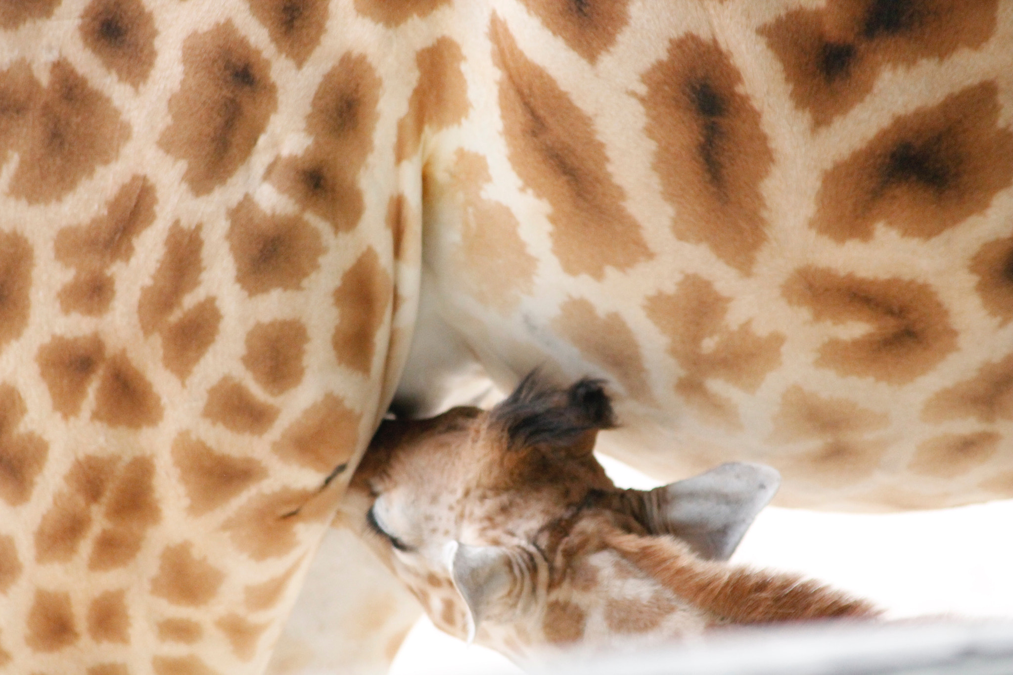 Sigma 50-200mm F4-5.6 DC OS HSM sample photo. Girafe et bébé photography