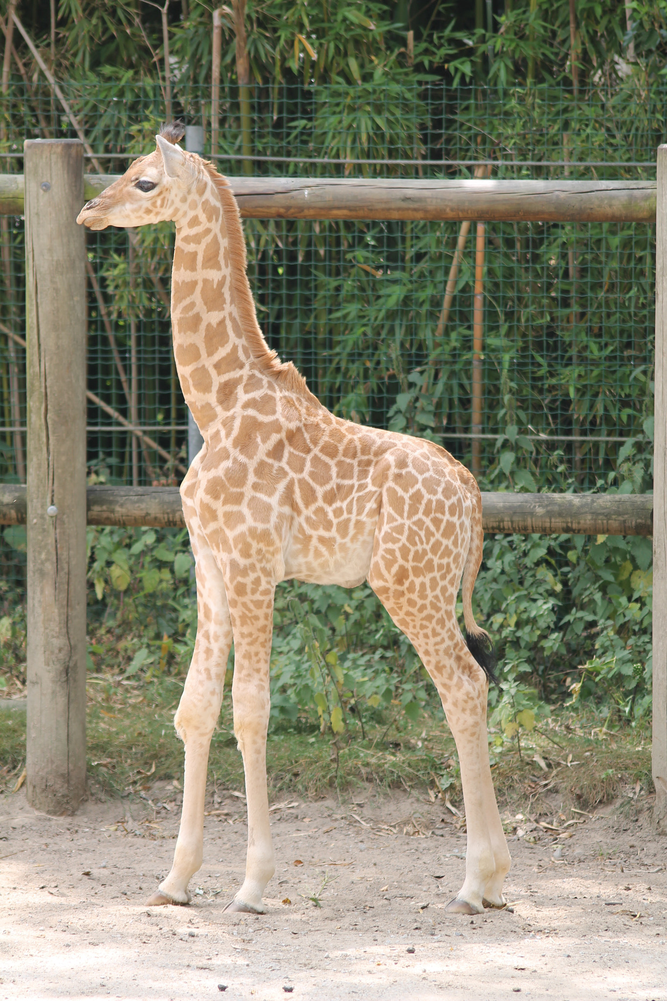 Sigma 50-200mm F4-5.6 DC OS HSM sample photo. Girafe photography