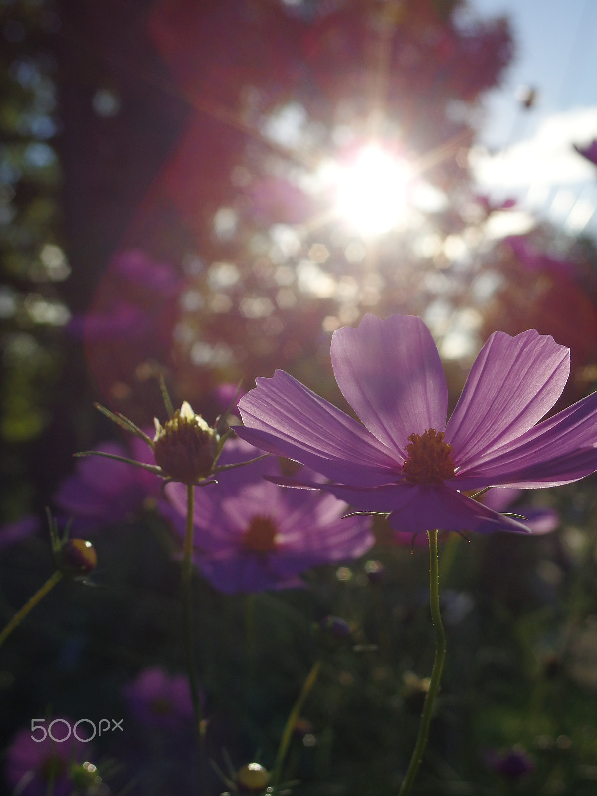 PENTAX RICOH IMAGING PENTAX MX-1 sample photo. Cosmos flowers in the sunset photography