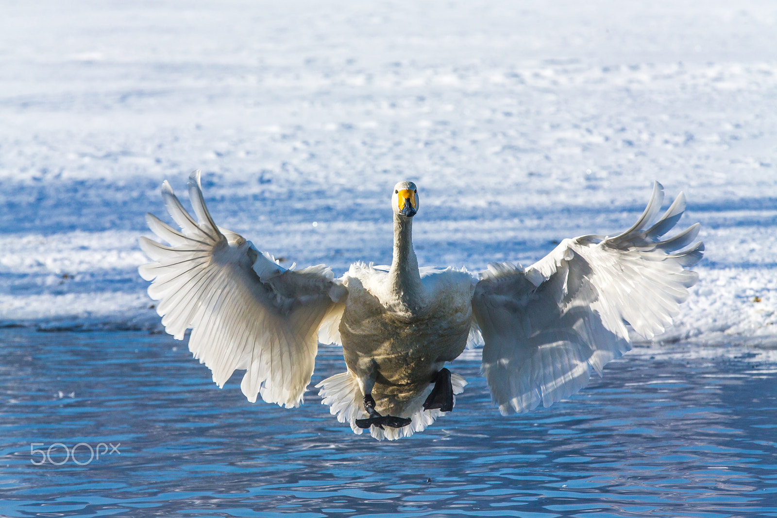 Canon EOS-1D X sample photo. Flying toward me 4 photography