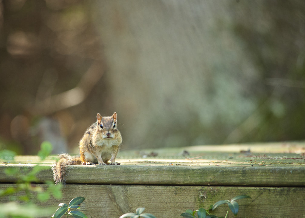 Nikon D3 sample photo