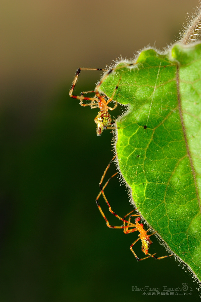 Nikon D700 + Nikon AF Micro-Nikkor 200mm F4D ED-IF sample photo. Courtship photography