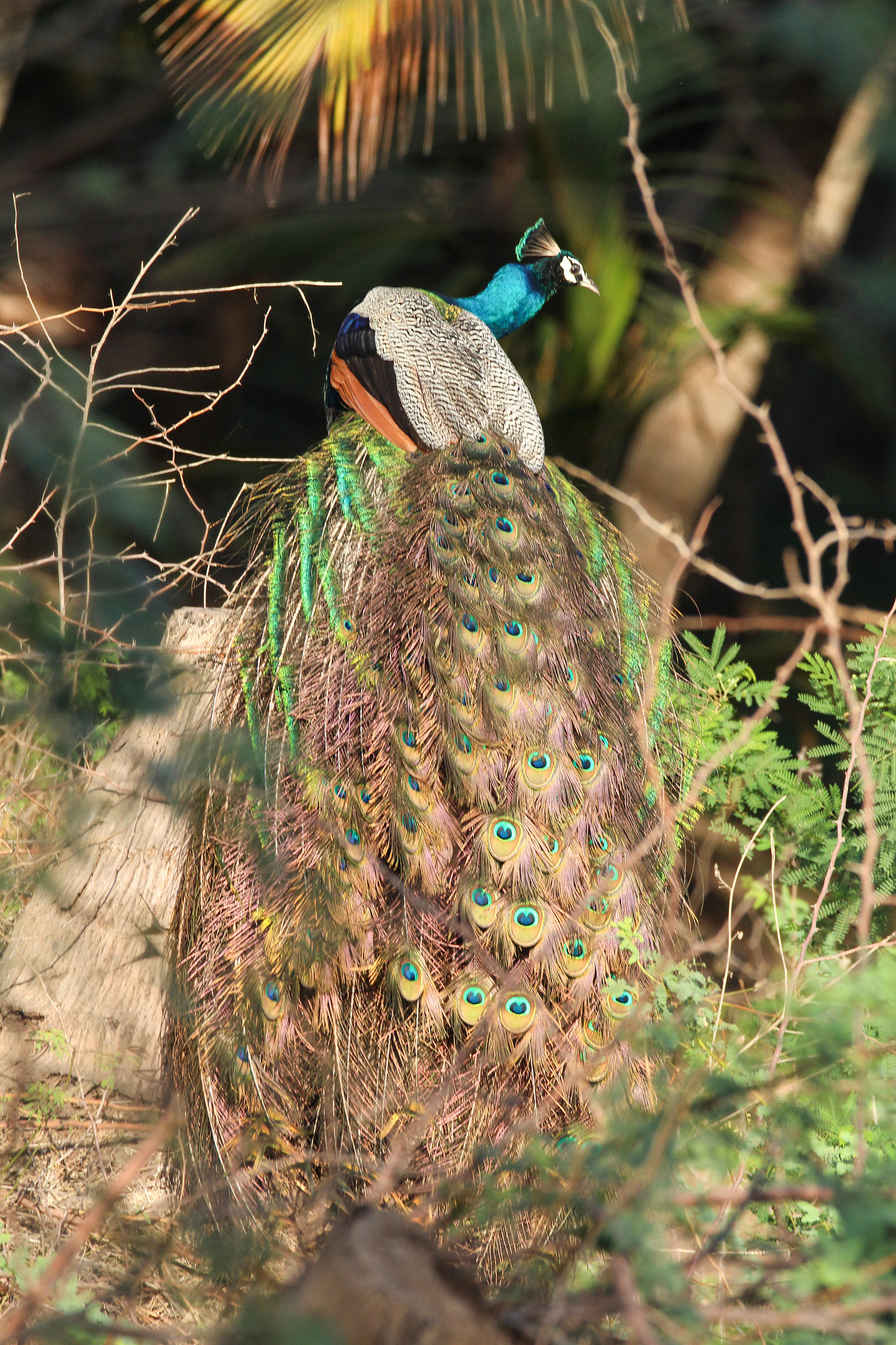 150-600mm F5-6.3 DG OS HSM | Contemporary 015 sample photo. Img photography