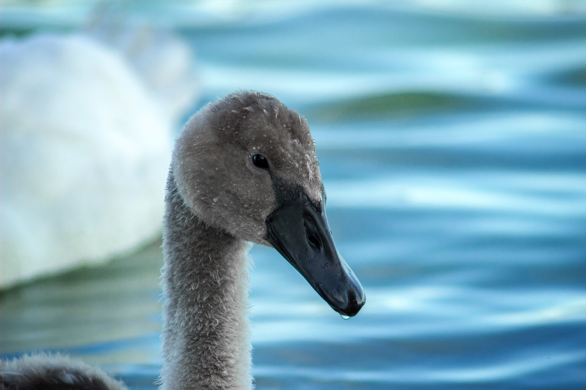 Canon EF 55-200mm F4.5-5.6 II USM sample photo. The little swan photography