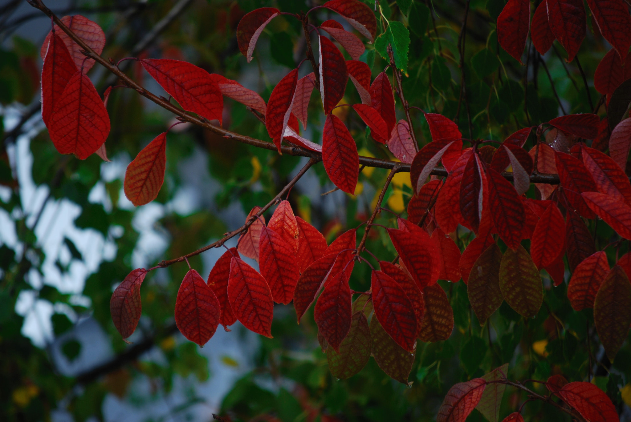 Nikon D80 sample photo. Red leaf photography