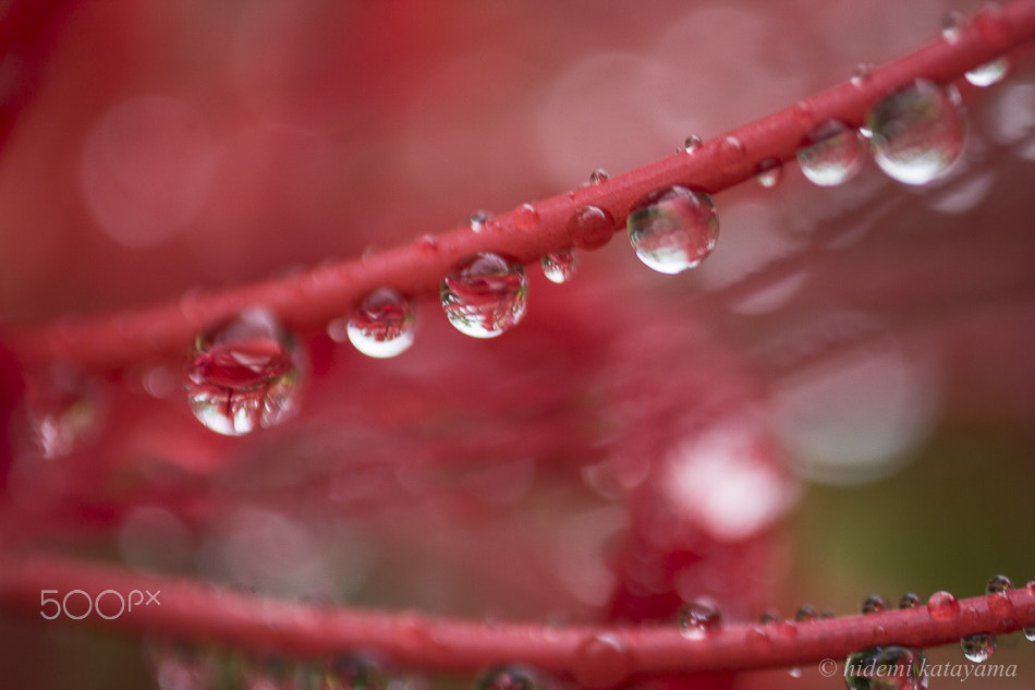 Canon MP-E 65mm F2.5 1-5x Macro Photo sample photo. Red drops photography