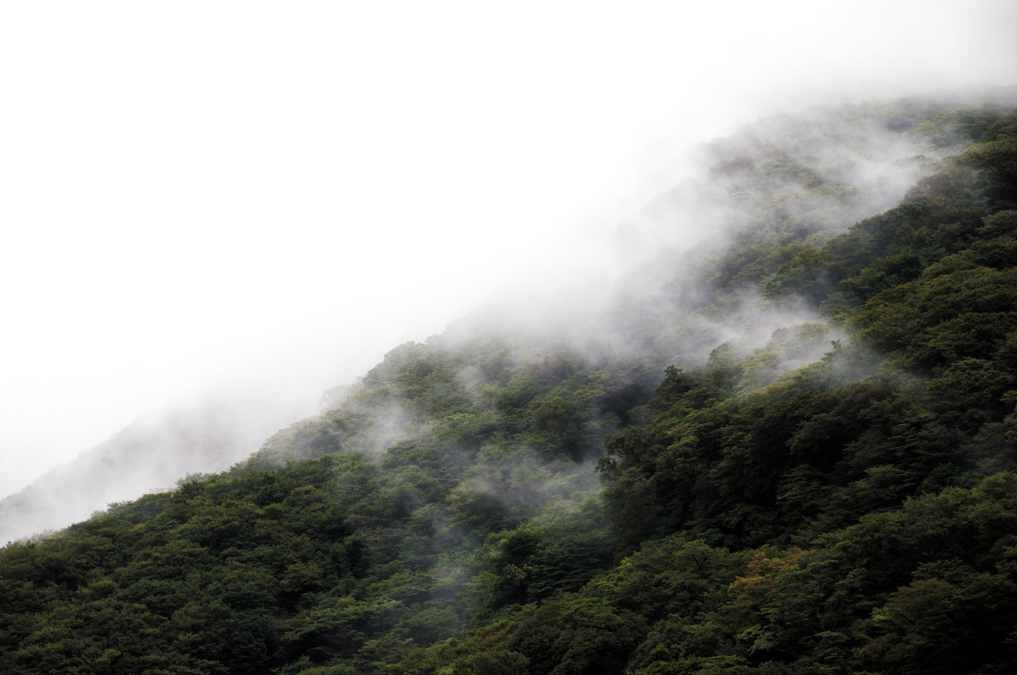 Nikon D5000 sample photo. Lush 2 photography