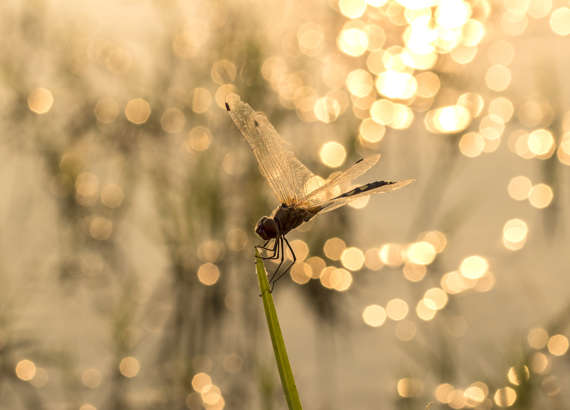 Canon EF 100mm F2.8 Macro USM sample photo. Dreamy bokeh photography