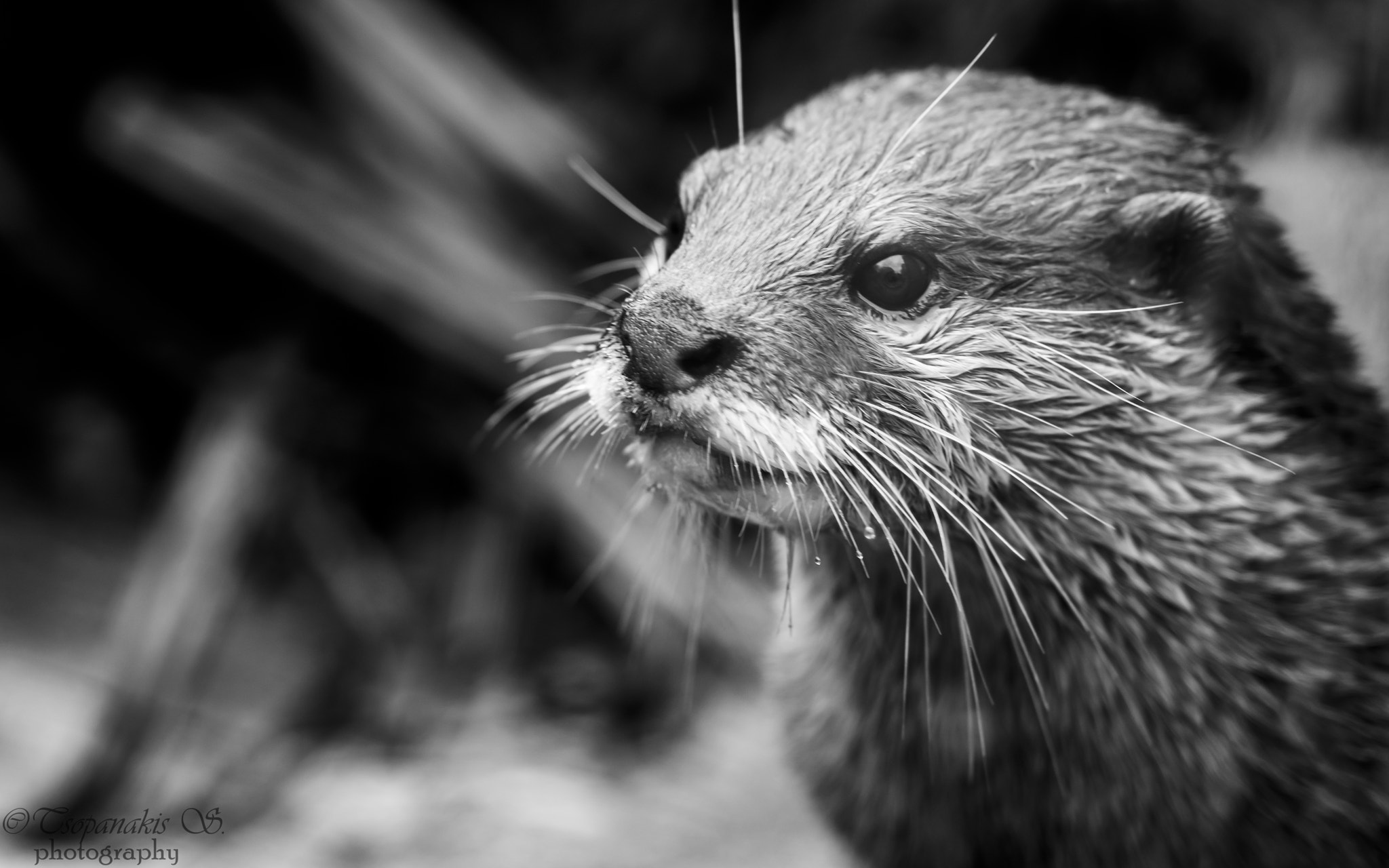 Tokina AT-X Pro 100mm F2.8 Macro sample photo. Roar photography