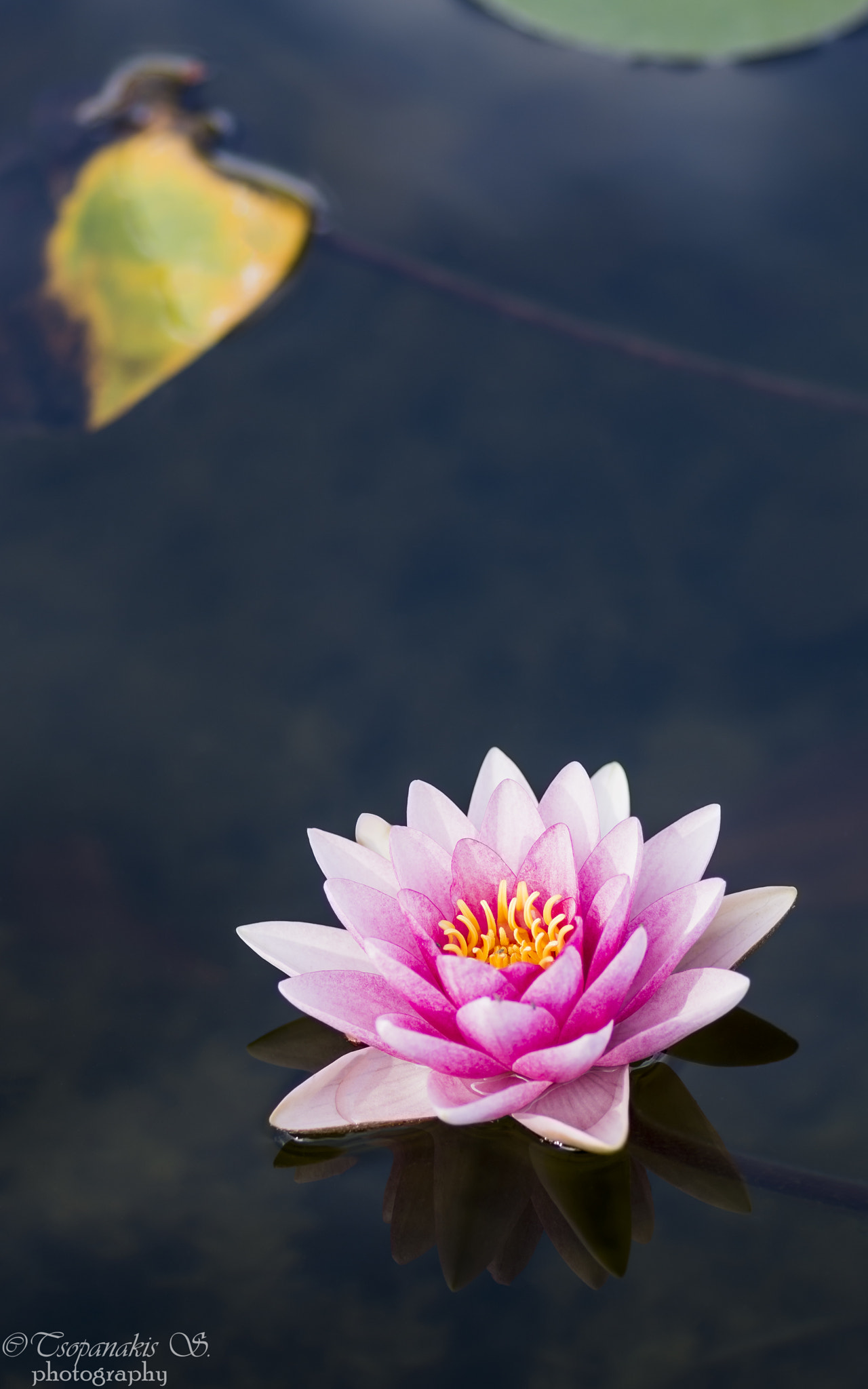 Nikon D7100 + Tokina AT-X Pro 100mm F2.8 Macro sample photo. Lake flower photography