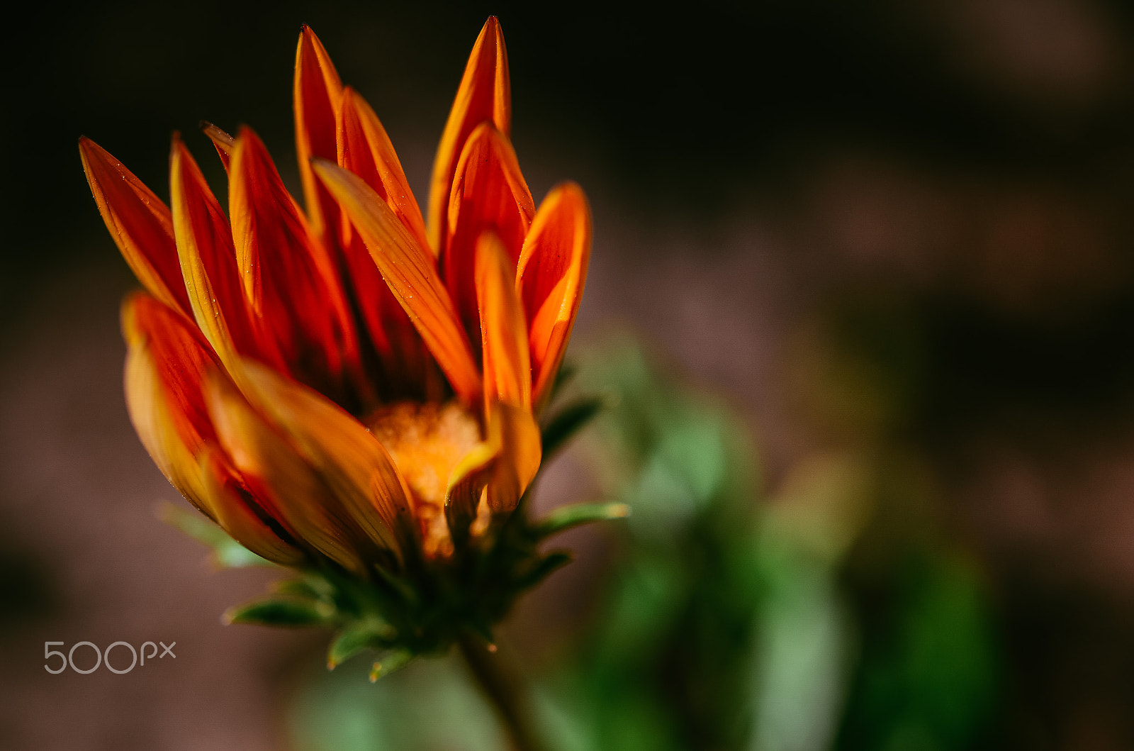 Nikon AF-S Micro-Nikkor 60mm F2.8G ED sample photo. Orange flower photography