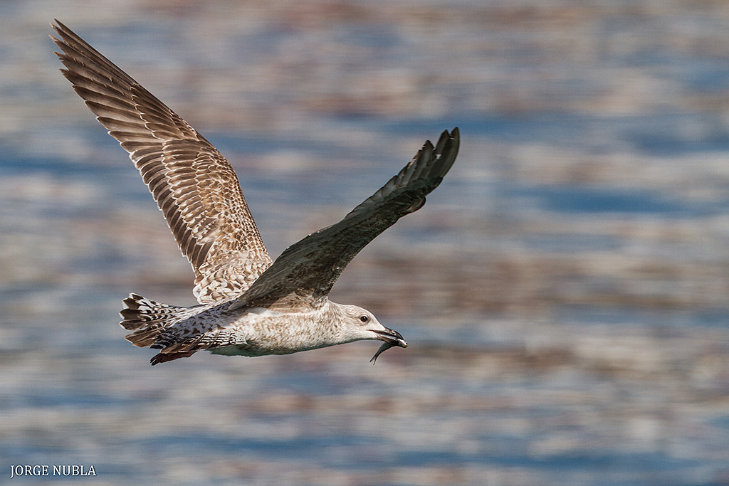 Canon EF 500mm F4L IS II USM sample photo. Gaviota patiamarilla (larus michahellis). photography
