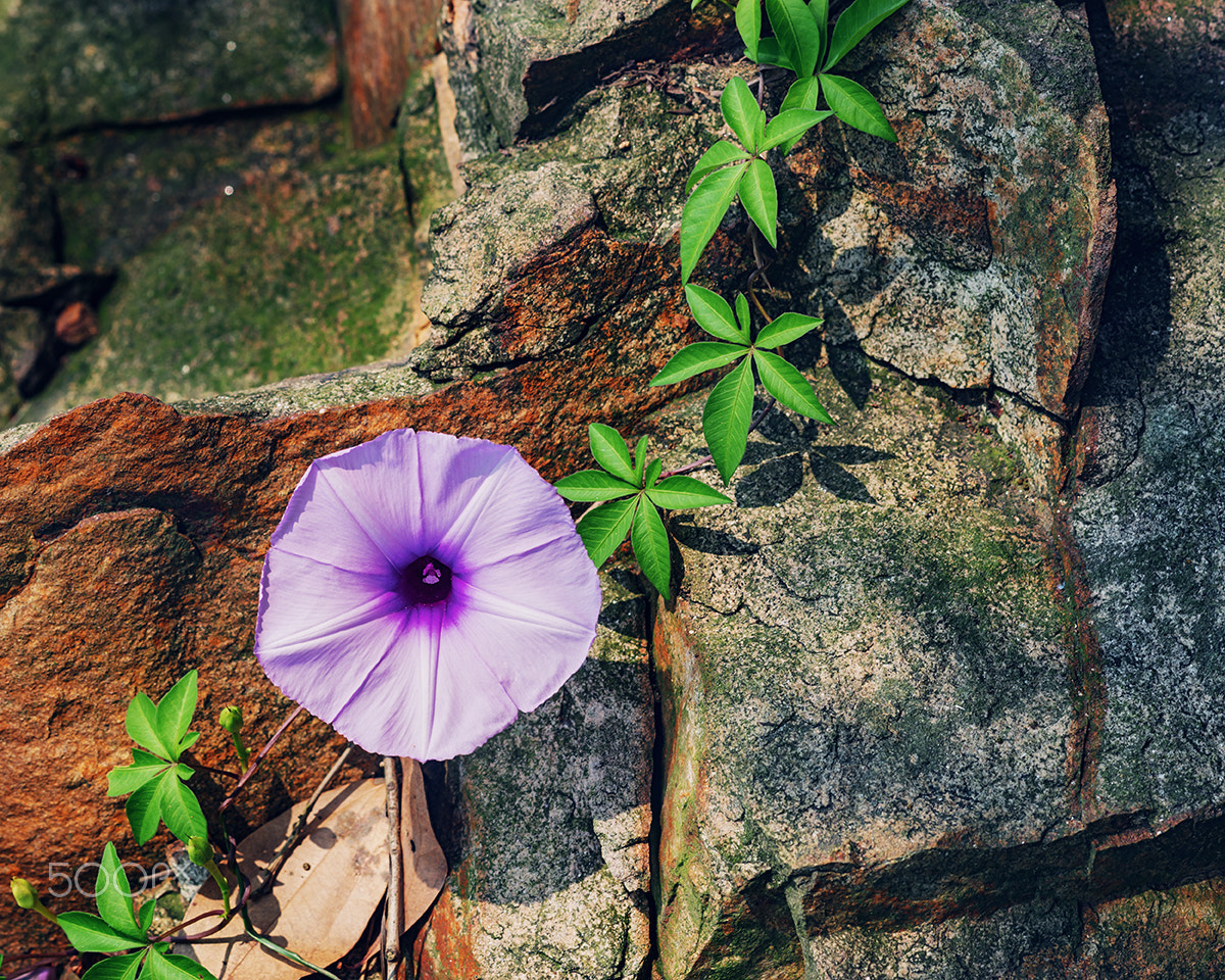 Sony a99 II sample photo. A morning glory on the rock photography