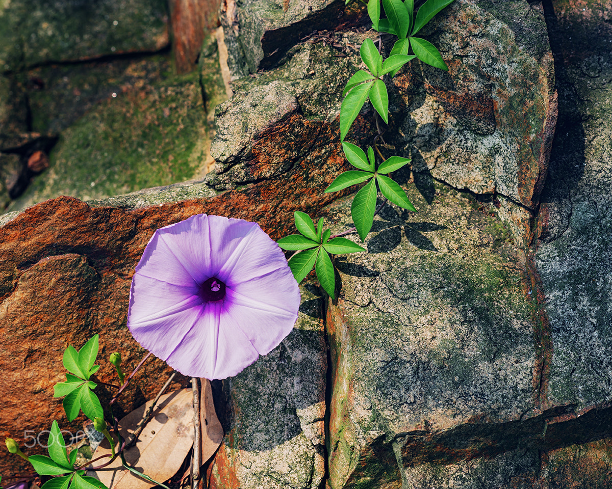 Sony a99 II + Sony 100mm F2.8 Macro sample photo. A morning glory on the rock photography