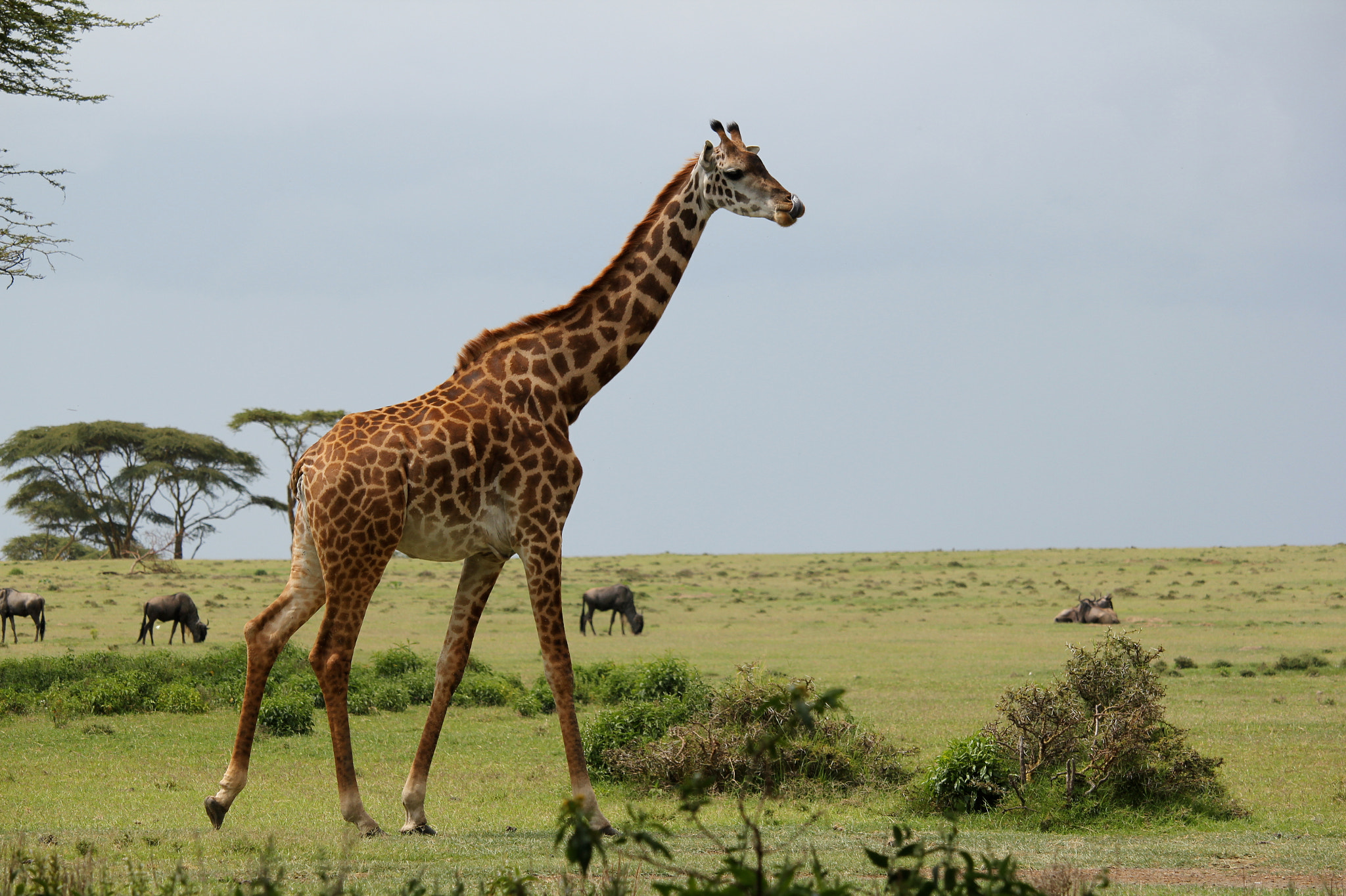 Canon EF-S 55-250mm F4-5.6 IS STM sample photo. Wildlife photography