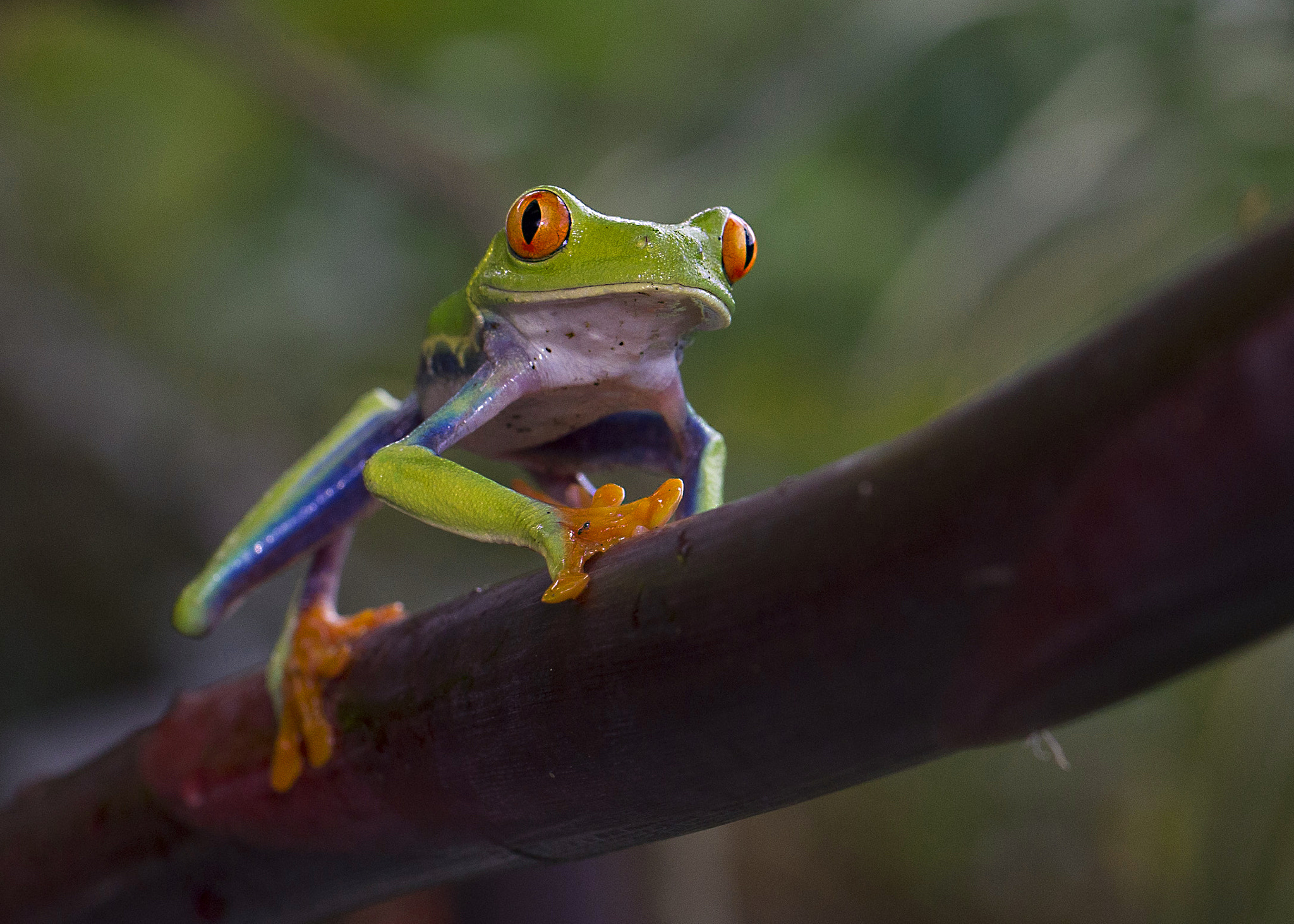 Canon EF 100mm F2.8L Macro IS USM sample photo. Red eyed tree frog photography